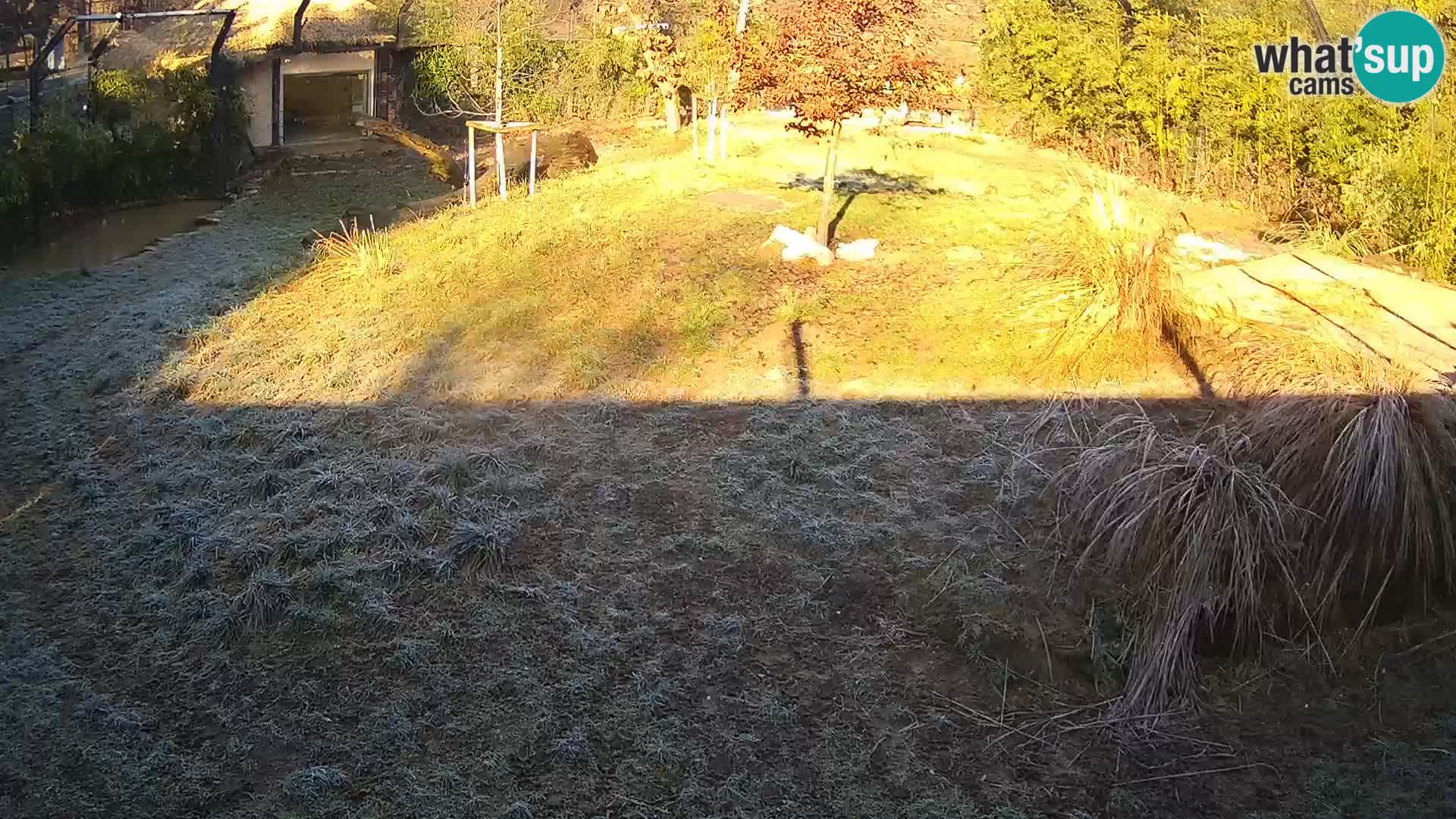 Zoo Ljubljana webcam Löwen