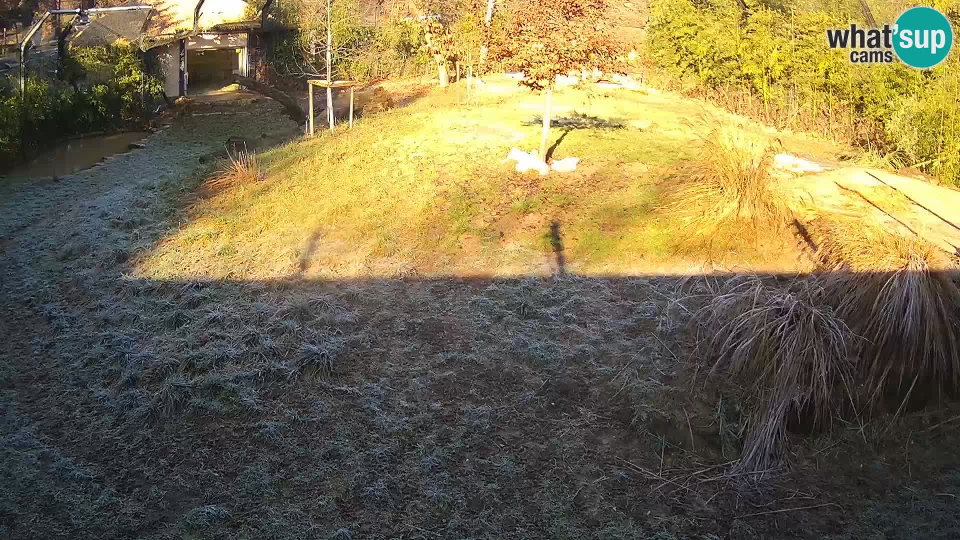 Live Ljubljana Zoo webcam Lion