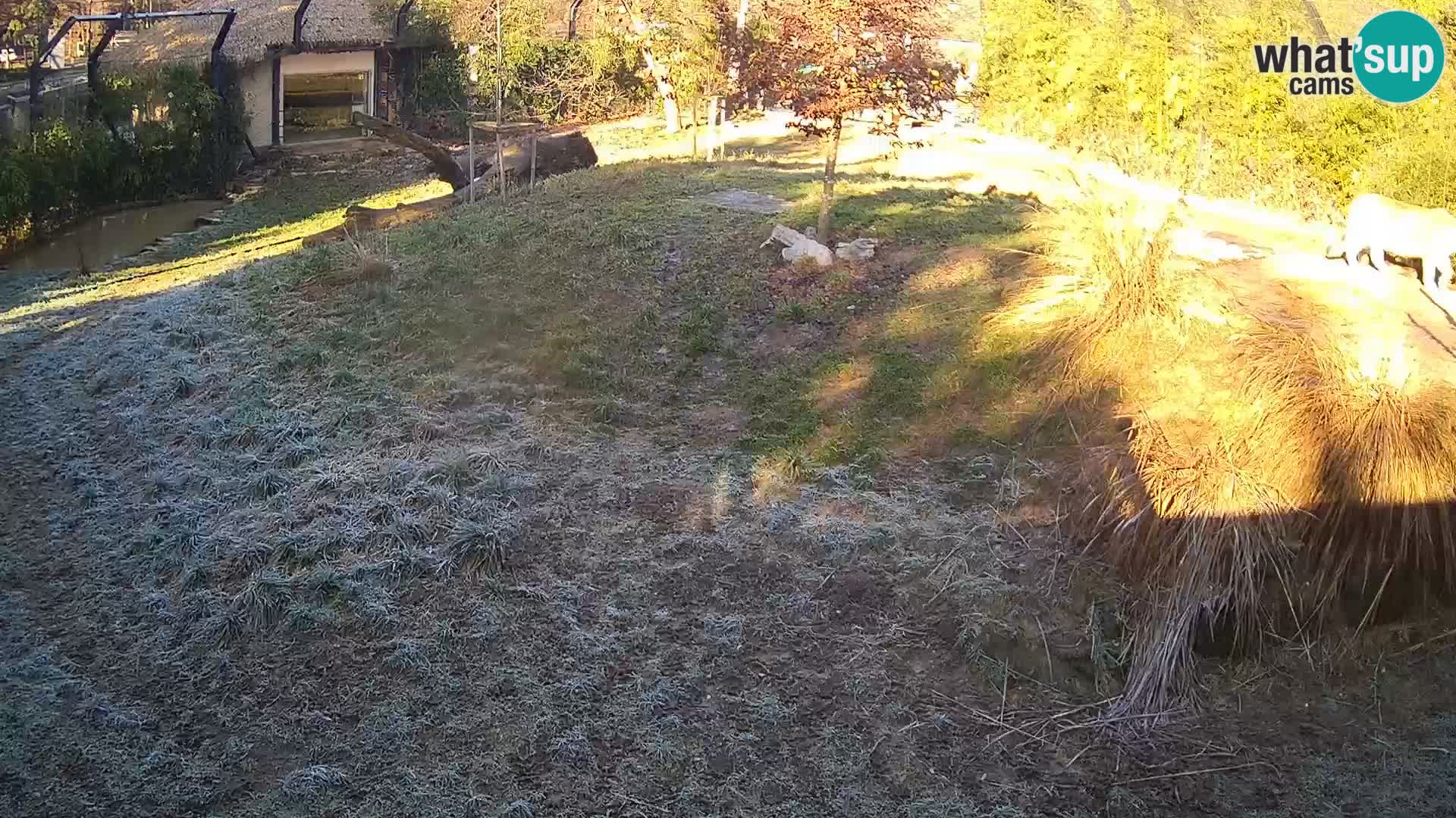 Live Ljubljana Zoo webcam Lion