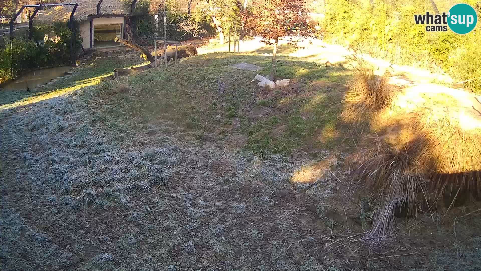 Ljubljana Zoo webcam Lion