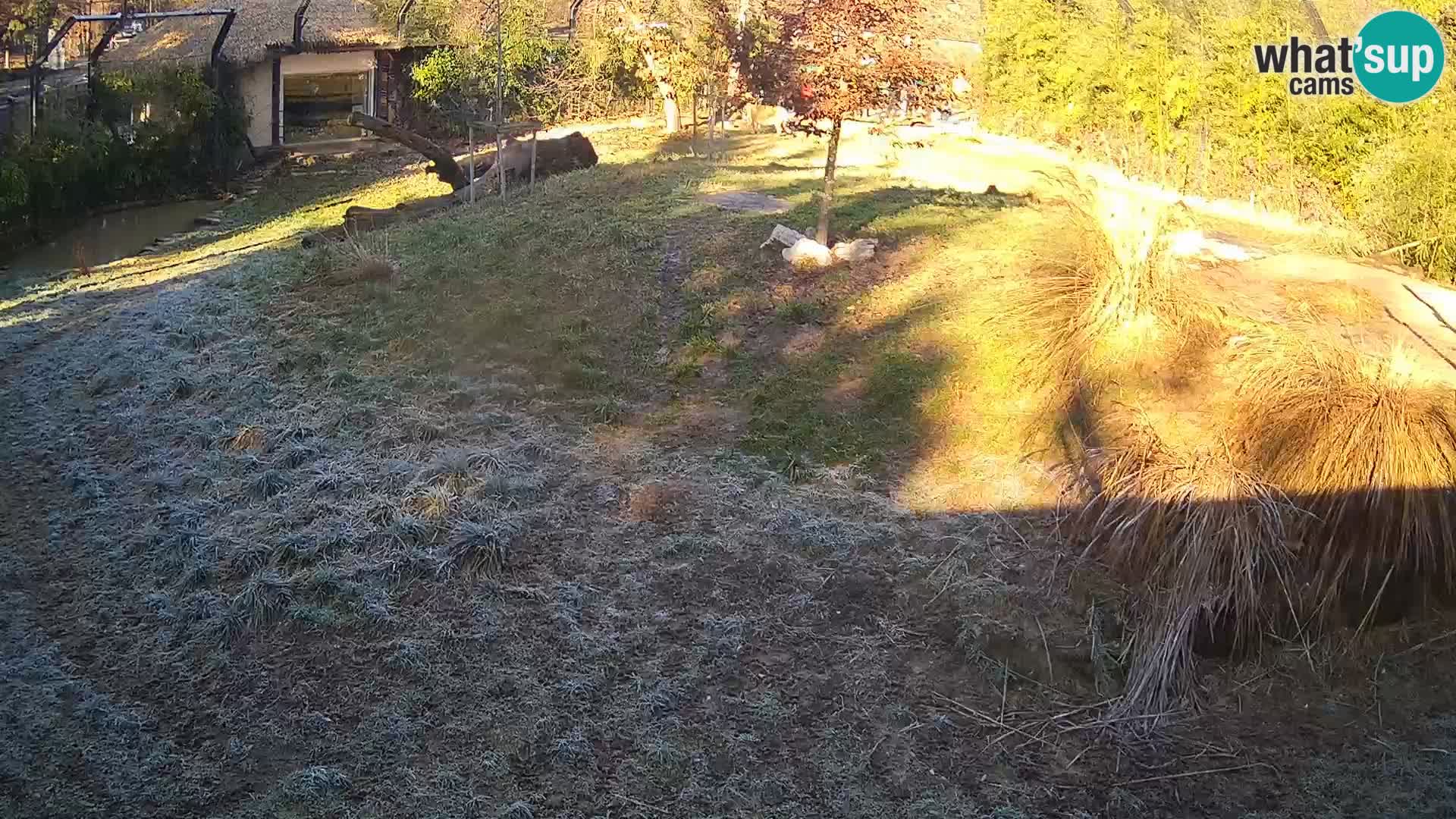 Zoo Ljubljana camera en vivo Leones