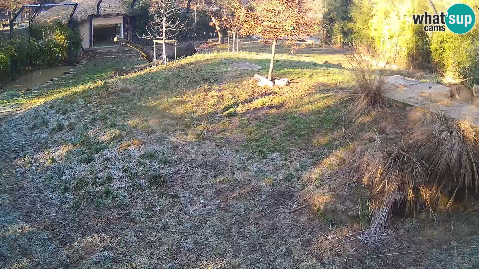 Zoo Ljubljana camera en vivo Leones