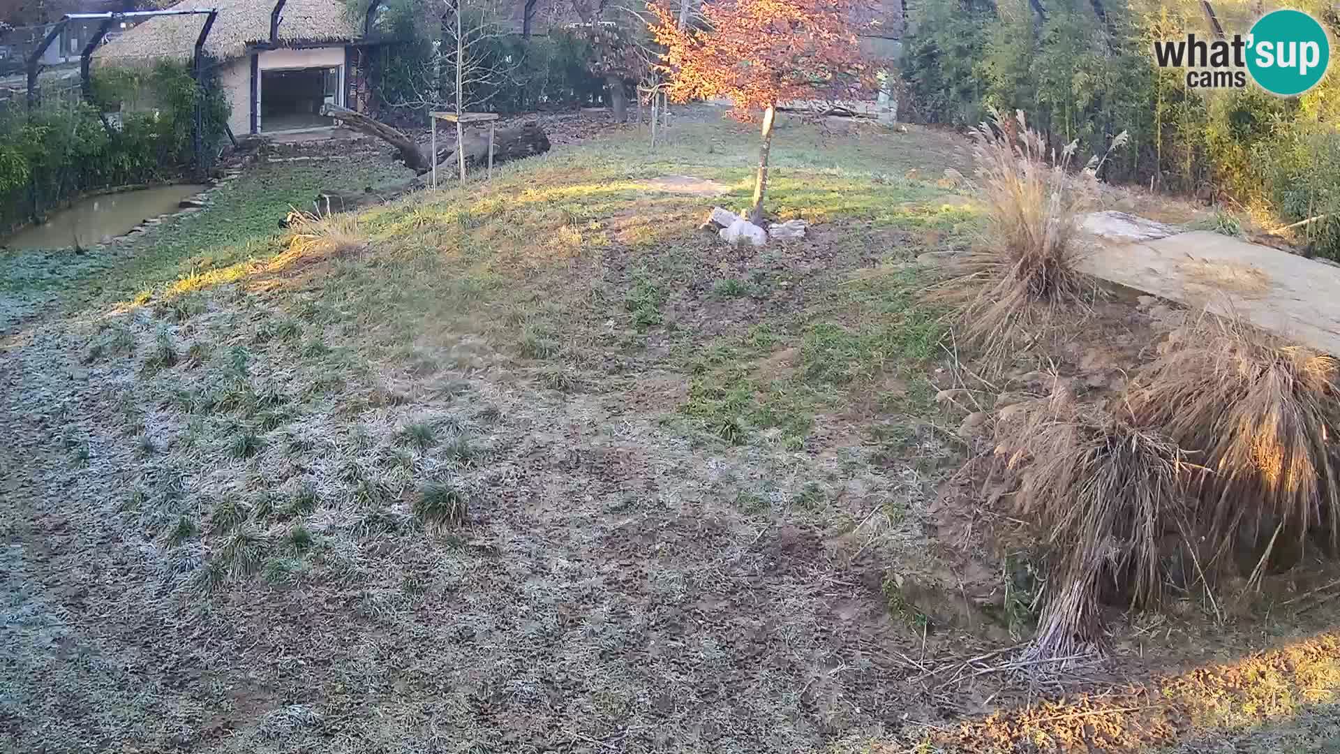 Ljubljana Zoo webcam Lion