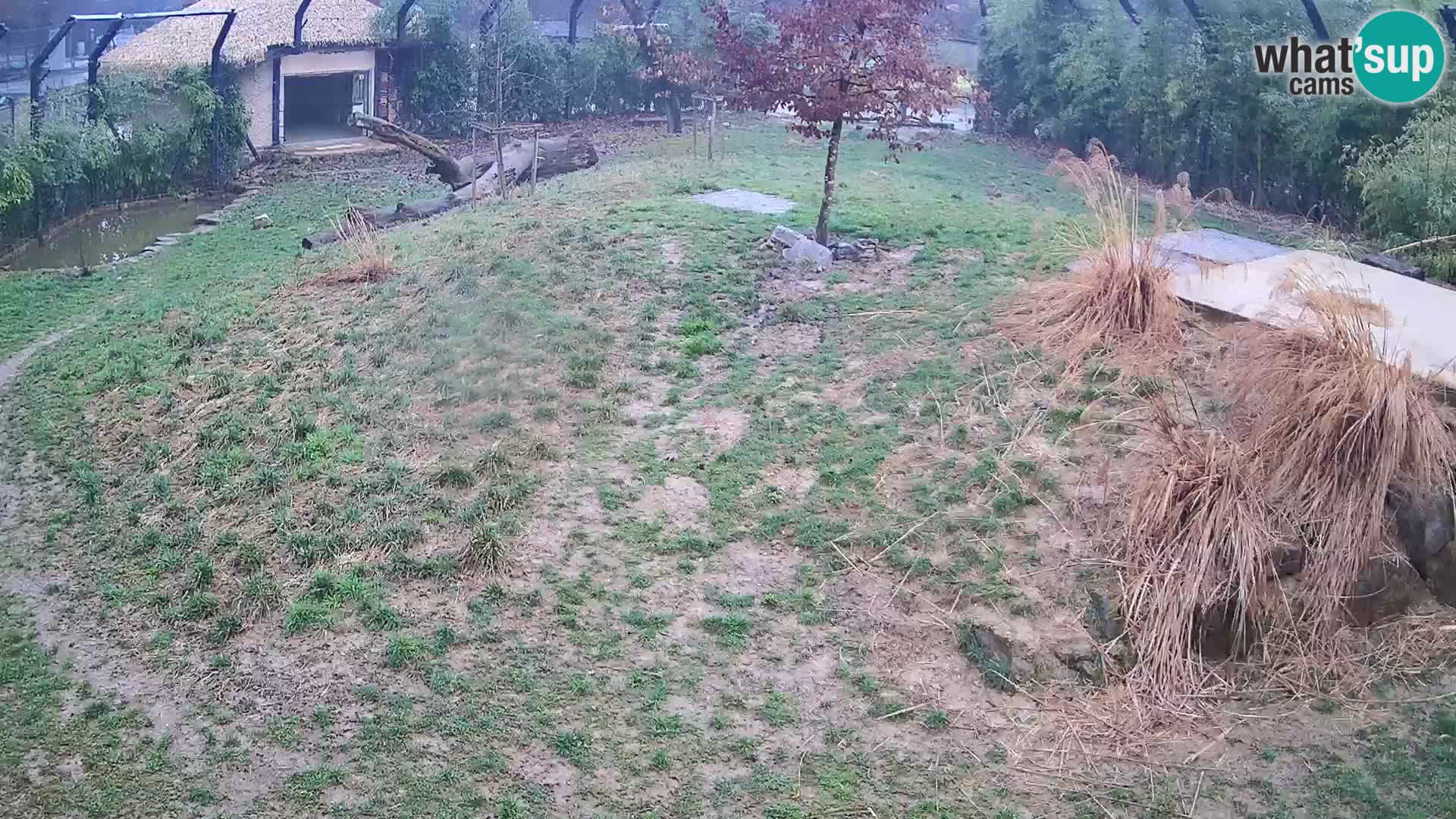 Live Ljubljana Zoo webcam Lion