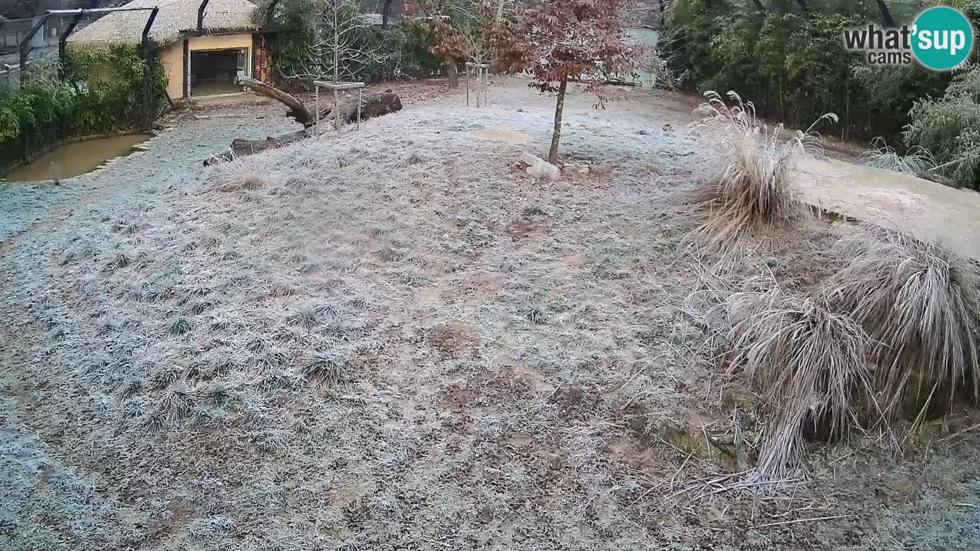 Live Ljubljana Zoo webcam Lion