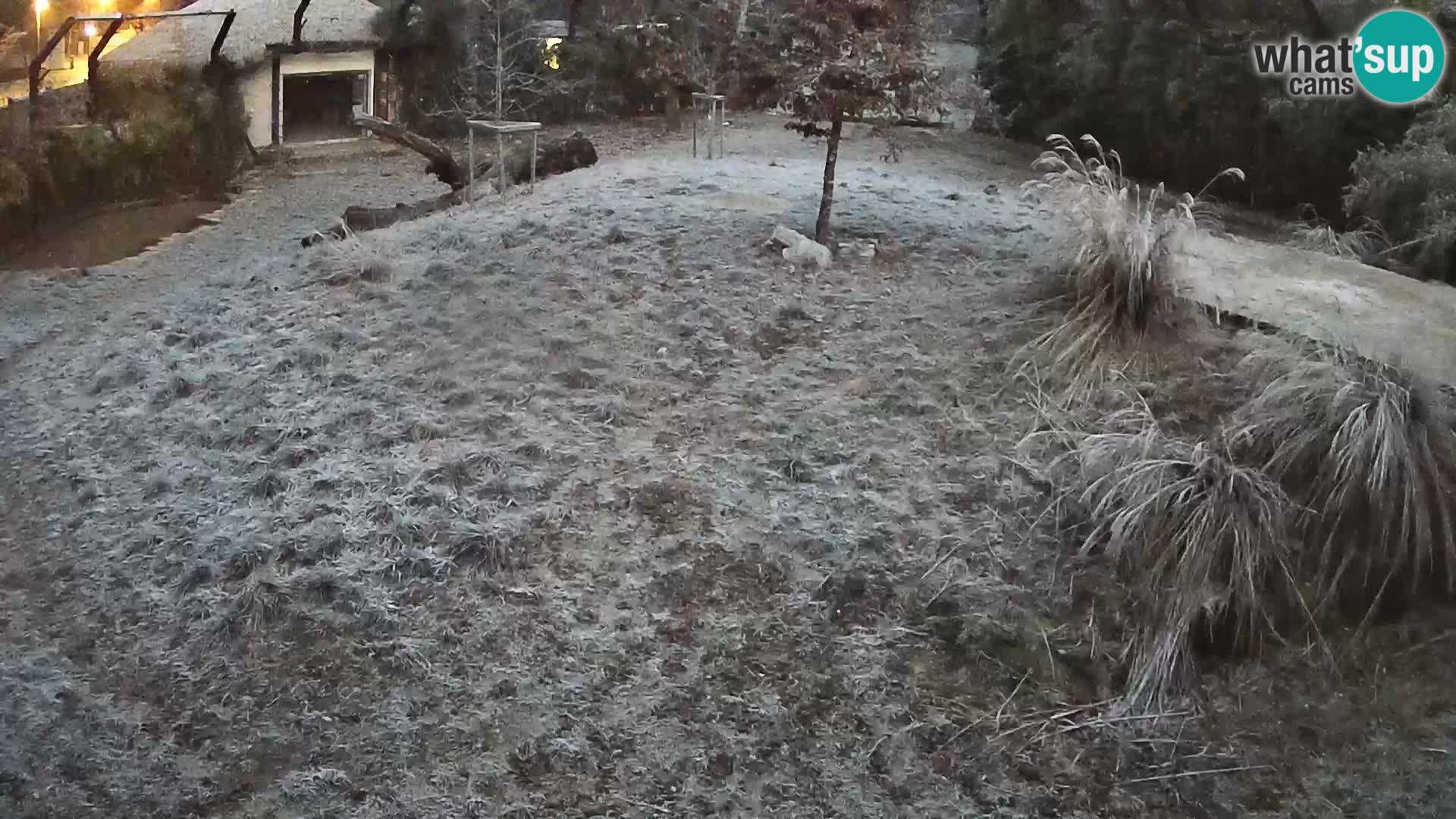 Ljubljana Zoo webcam Lion