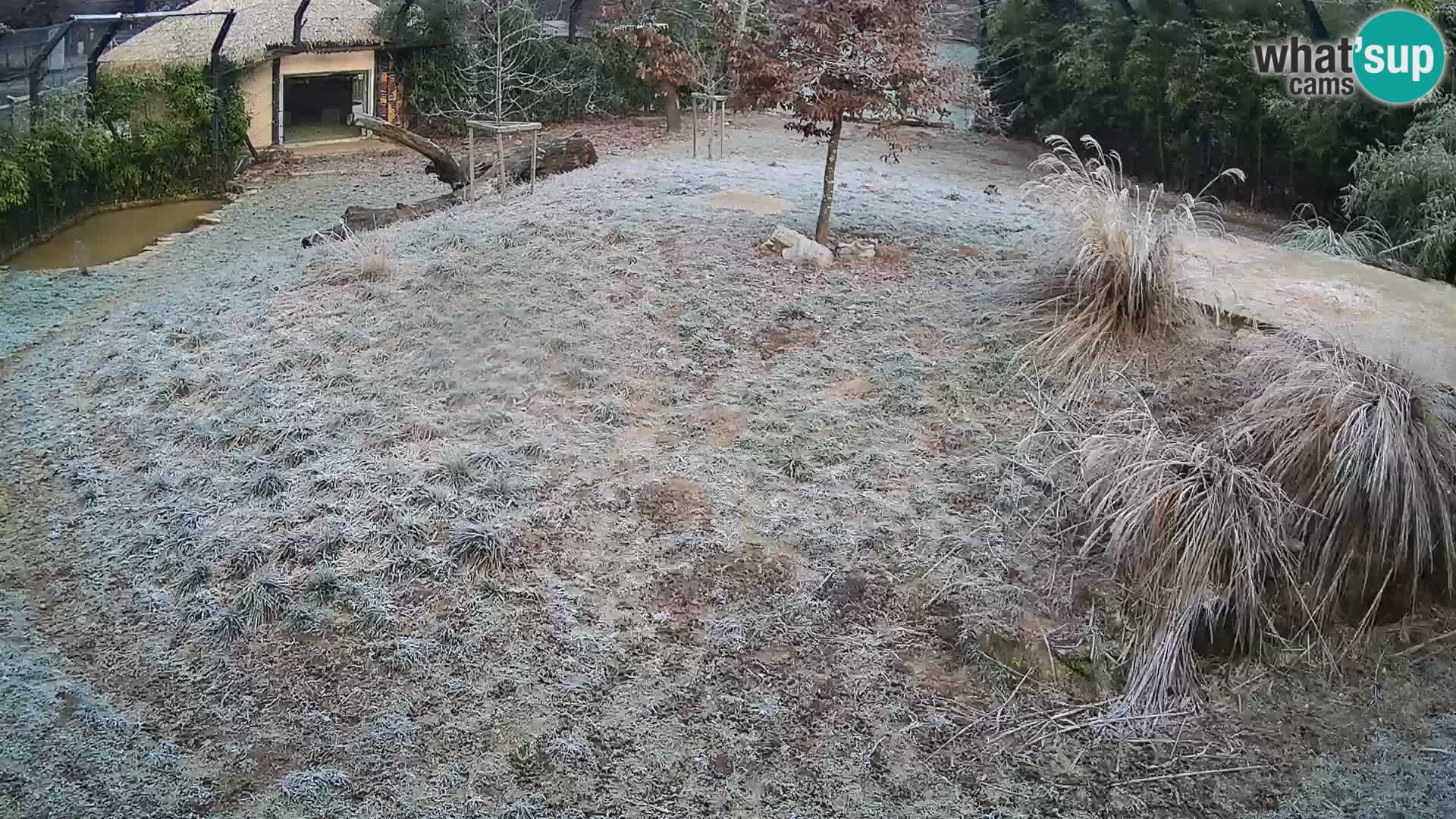 Zoo Ljubljana webcam Löwen