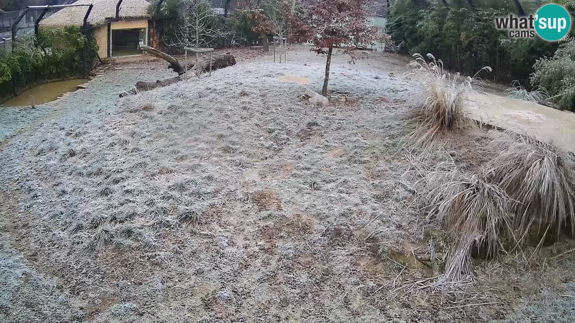 Zoo Ljubljana webcam Löwen