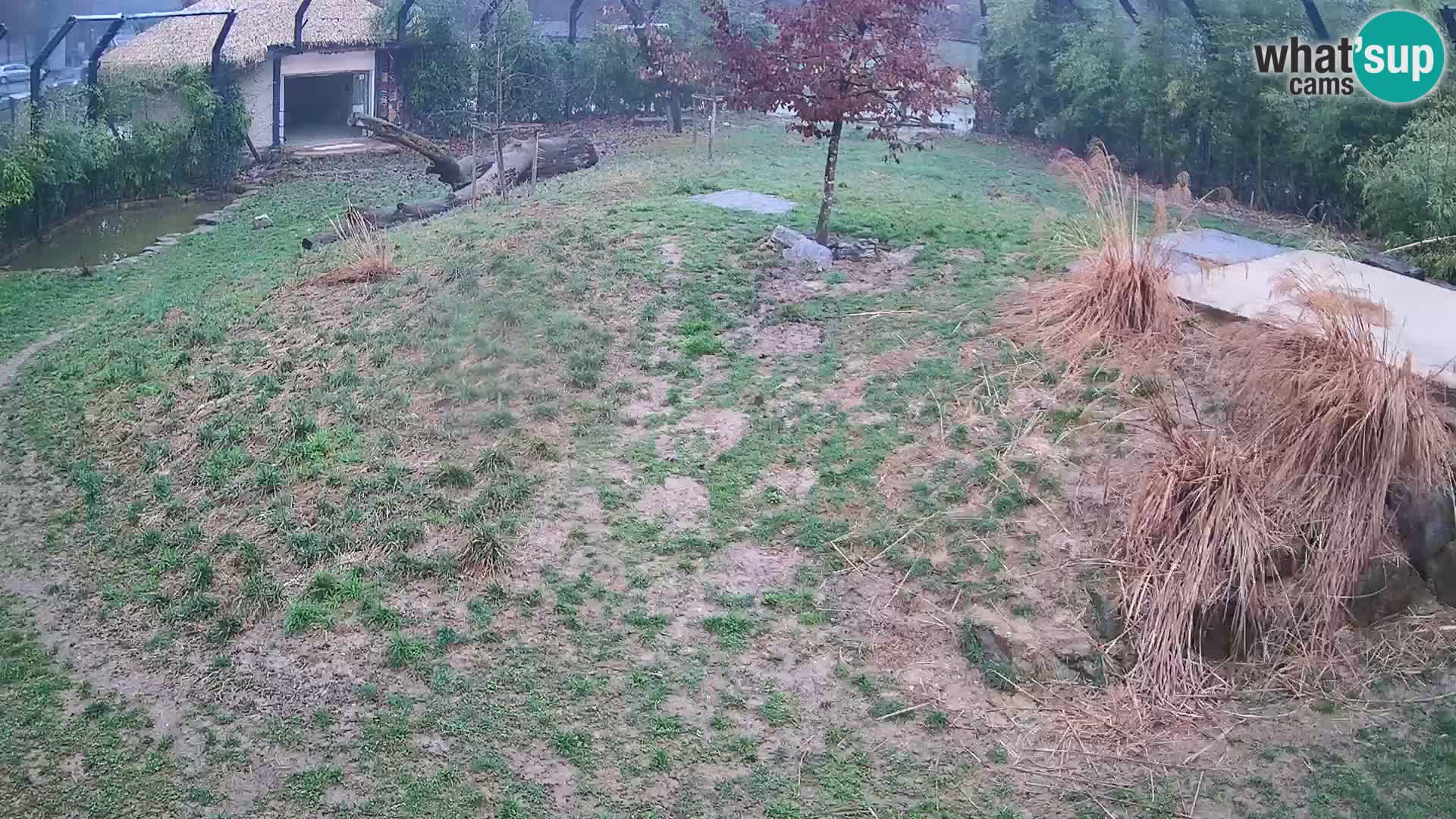 Zoo Ljubljana webcam Löwen