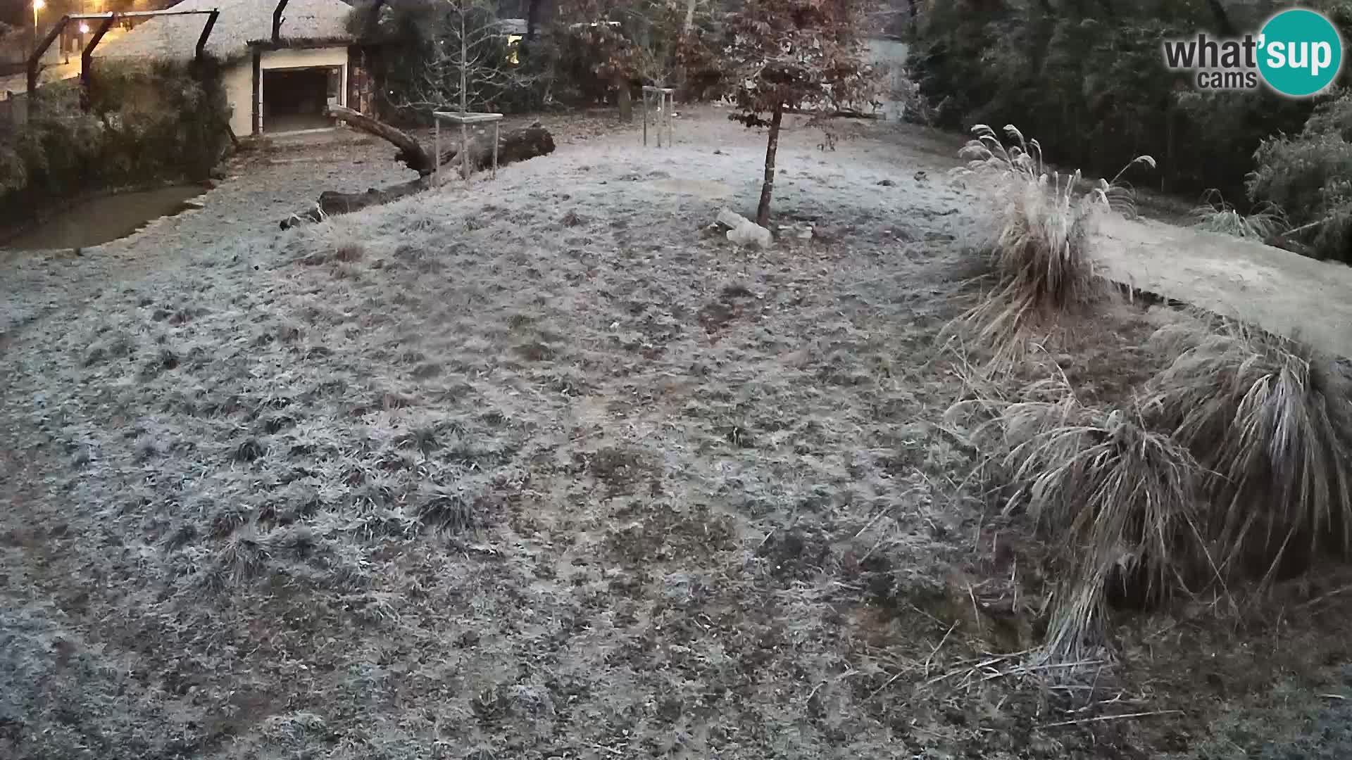 Live Ljubljana Zoo webcam Lion