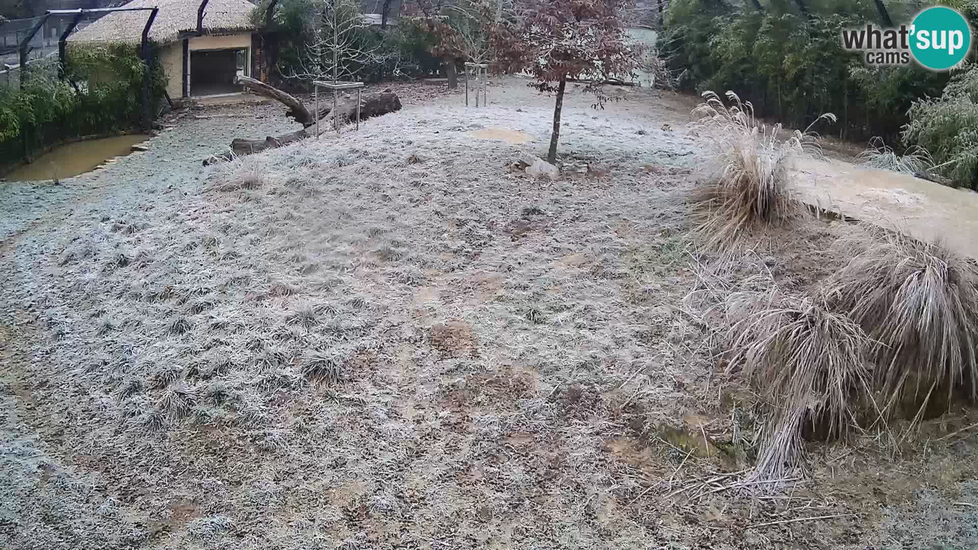 Zoo Ljubljana webcam Löwen