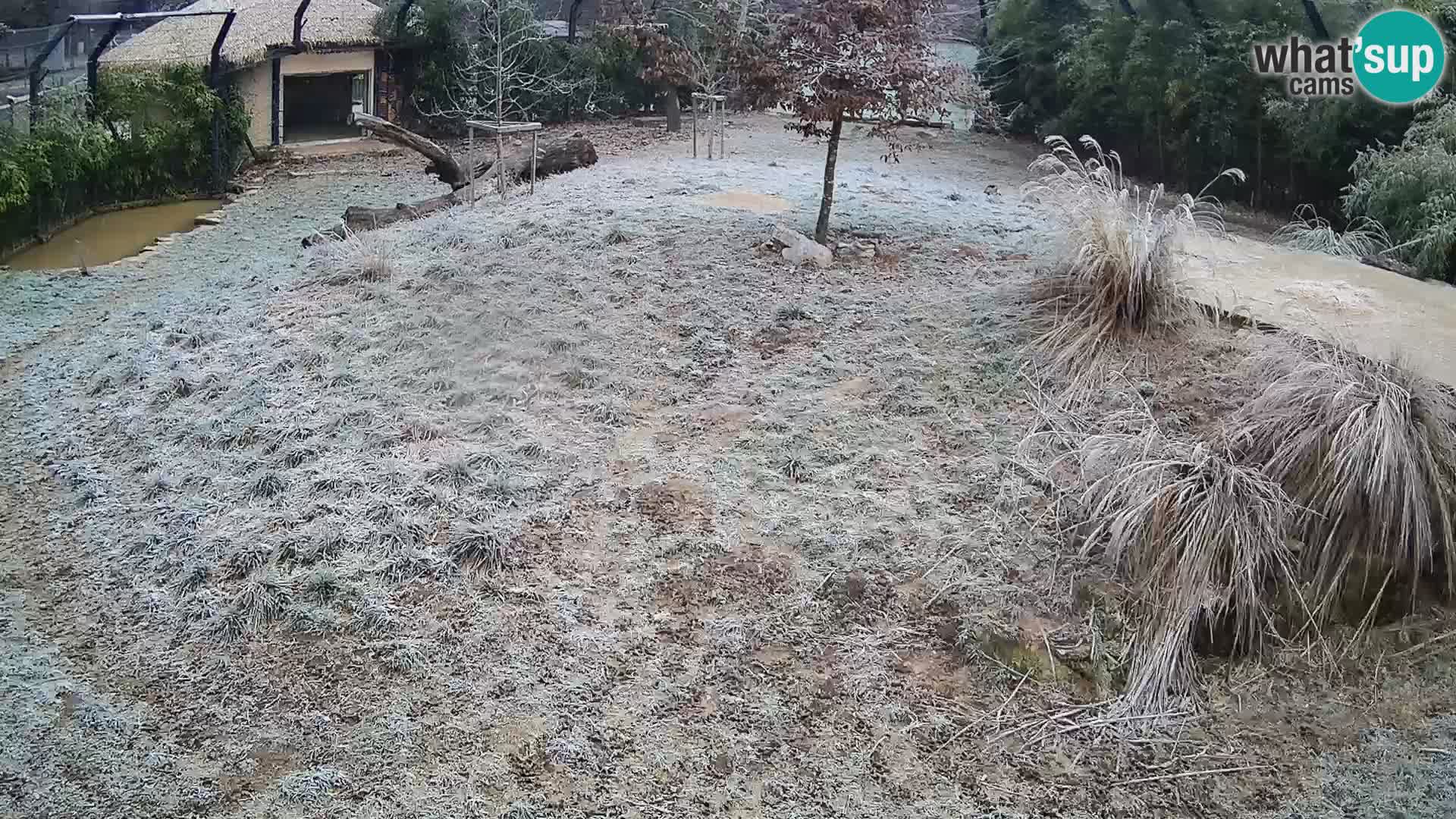 Zoo Ljubljana webcam Löwen