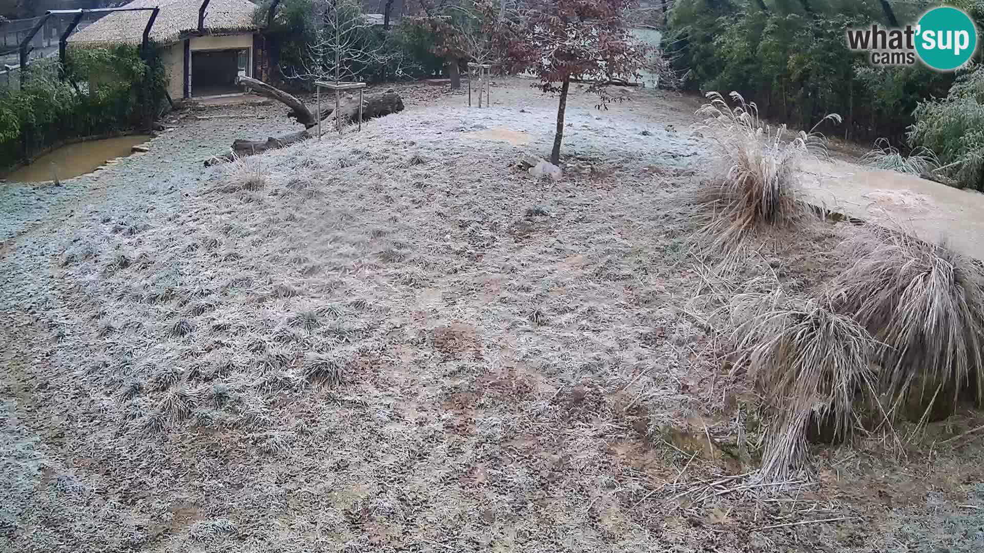 Zoo Ljubljana webcam Löwen