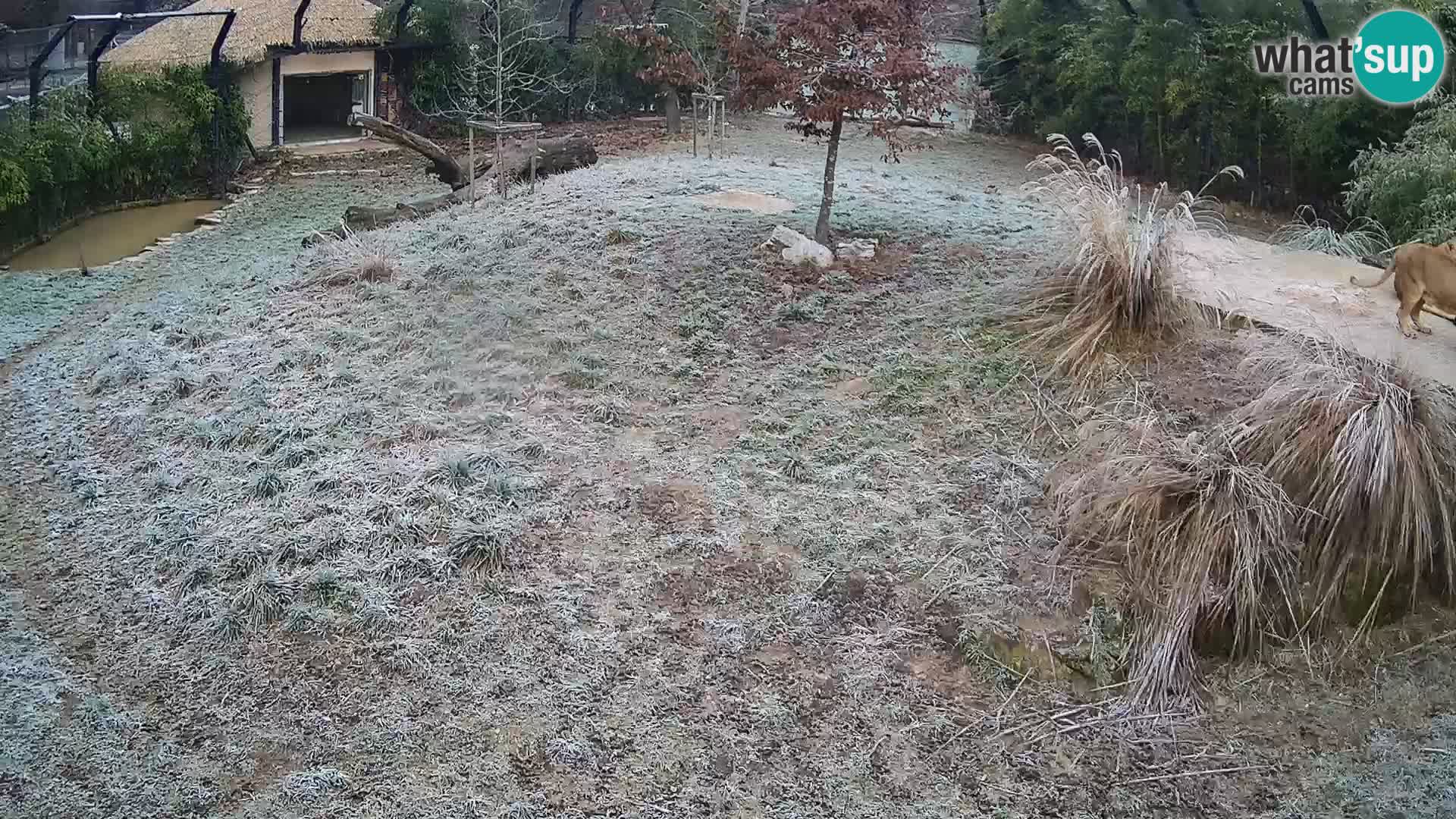 Zoo Ljubljana webcam Löwen