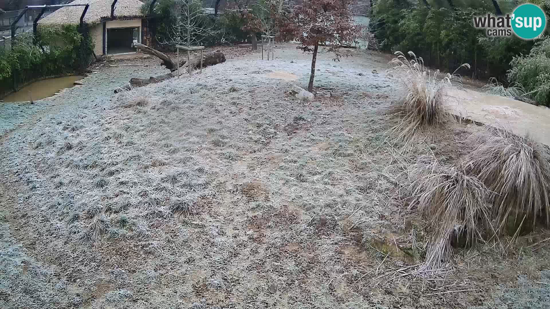 Live Ljubljana Zoo webcam Lion