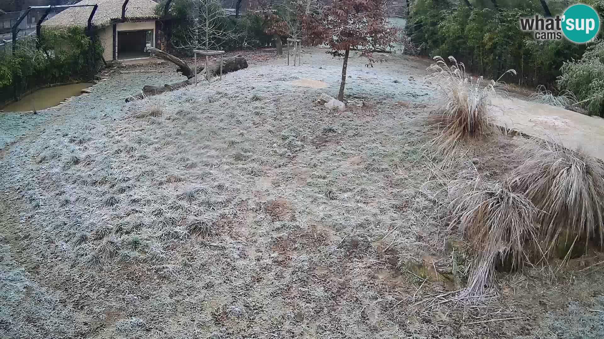 Ljubljana Zoo webcam Lion