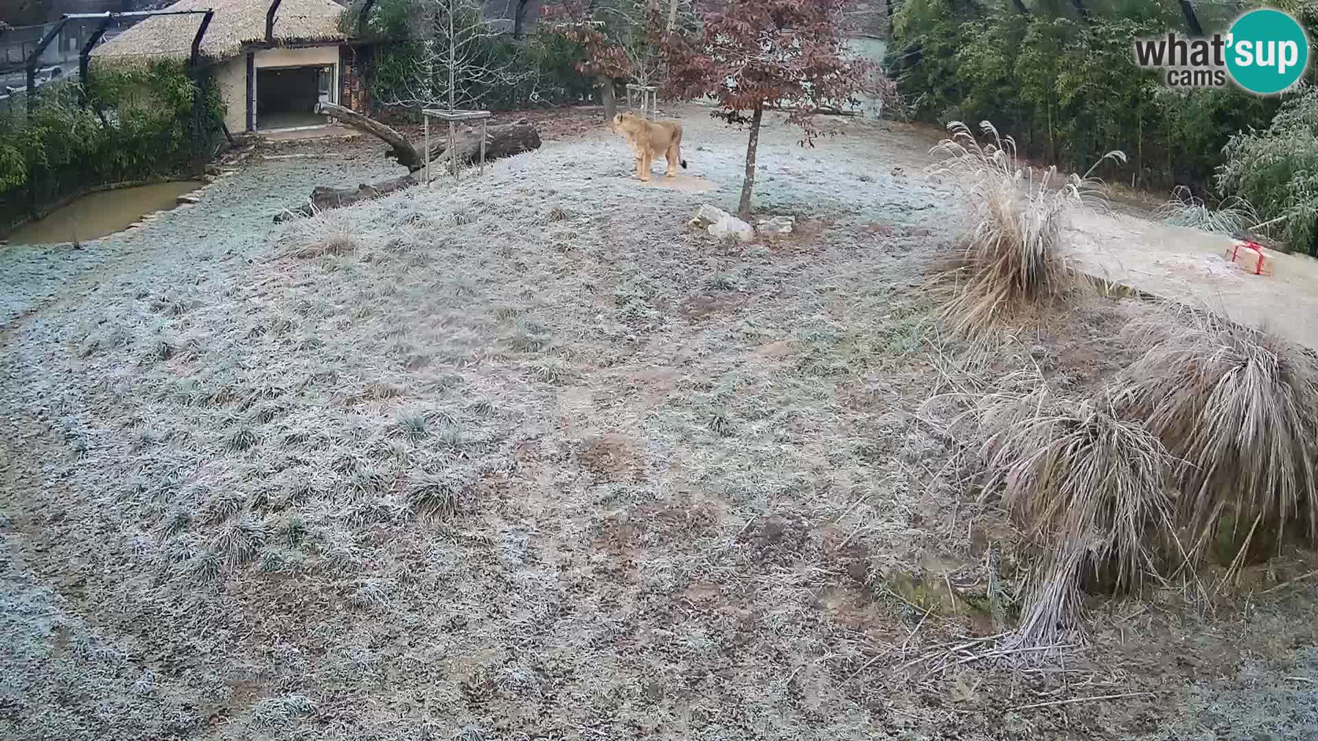 Live Ljubljana Zoo webcam Lion