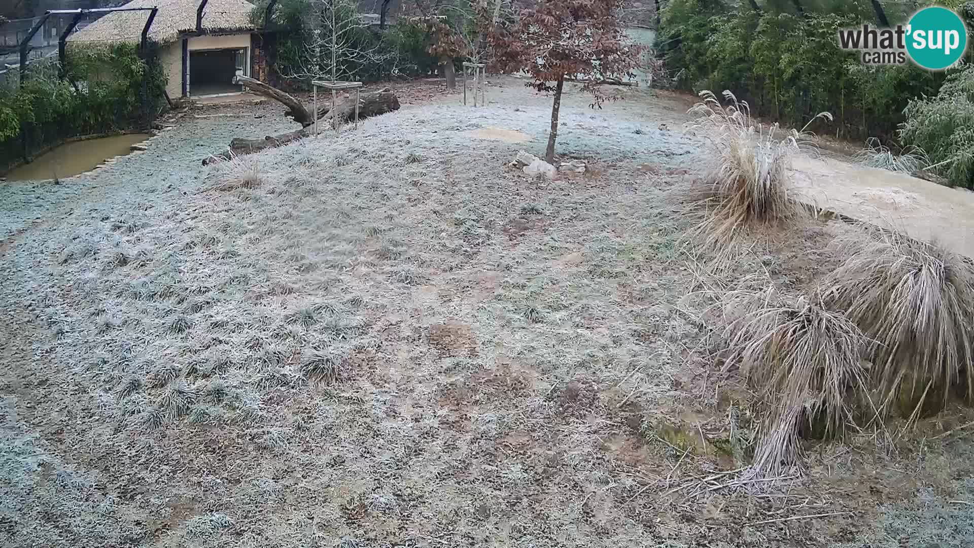 Zoo Ljubljana webcam Löwen