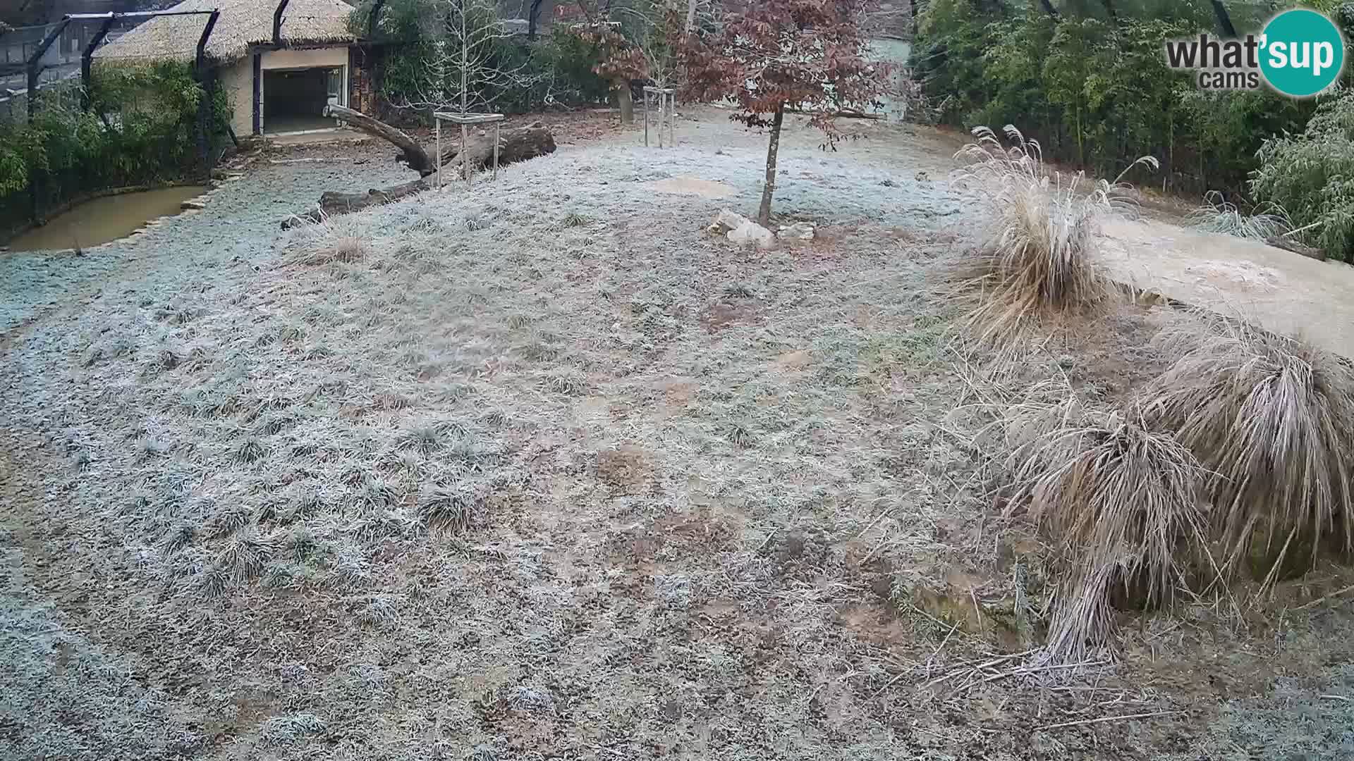 Zoo Ljubljana webcam Löwen