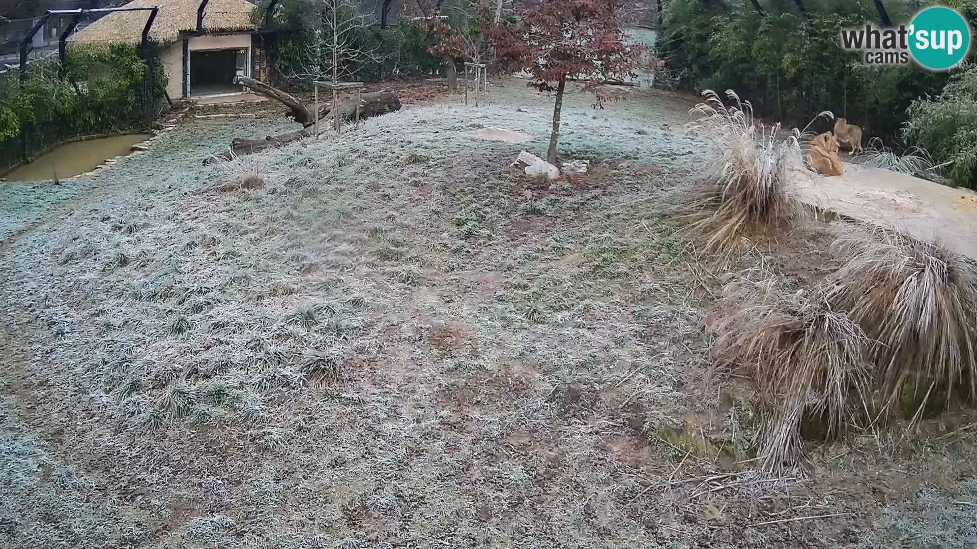 Ljubljana Zoo webcam Lion