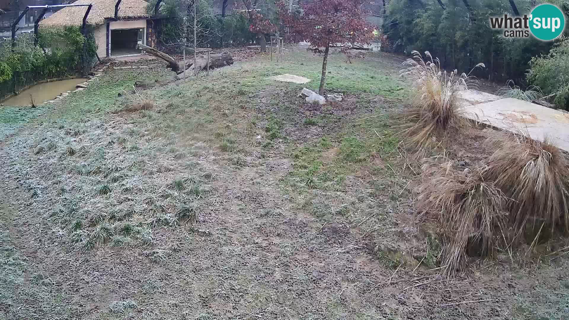 Ljubljana Zoo webcam Lion