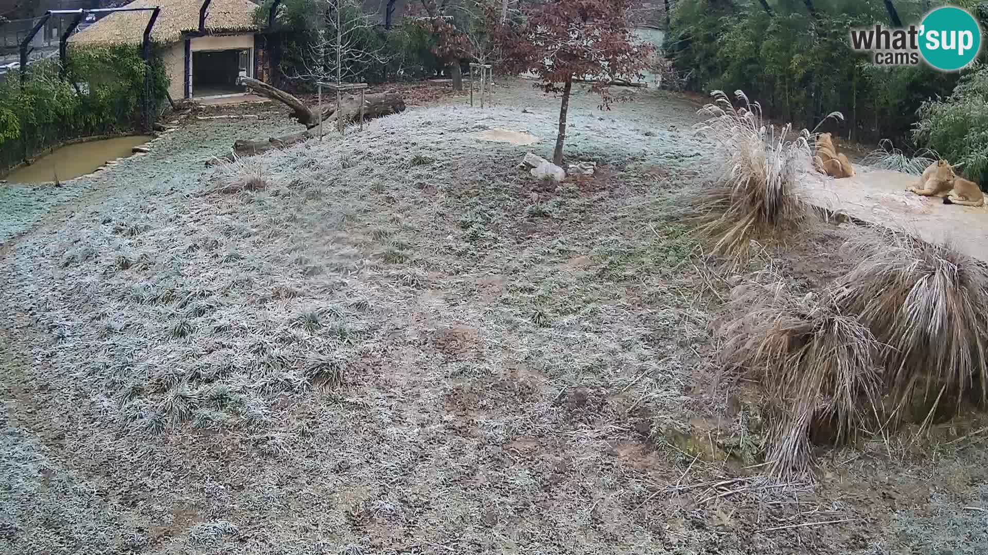 Zoo Ljubljana webcam Löwen