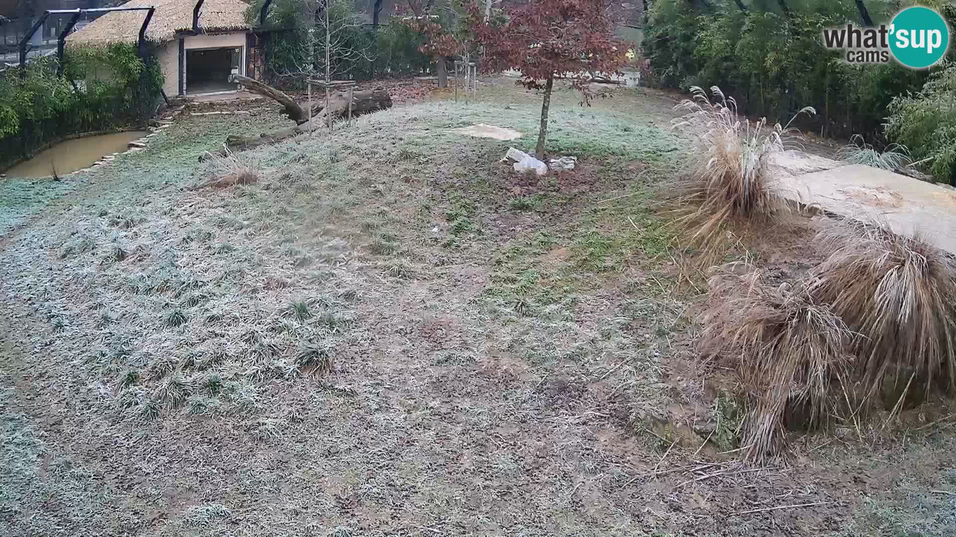 Zoo Ljubljana webcam Löwen