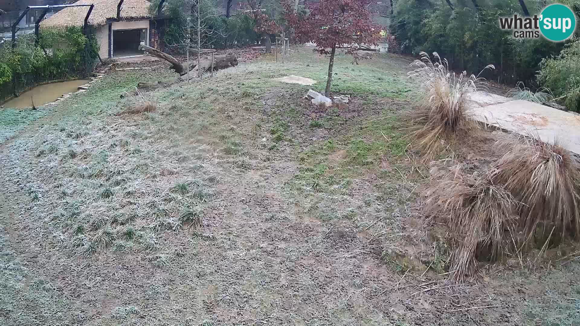 Live Ljubljana Zoo webcam Lion