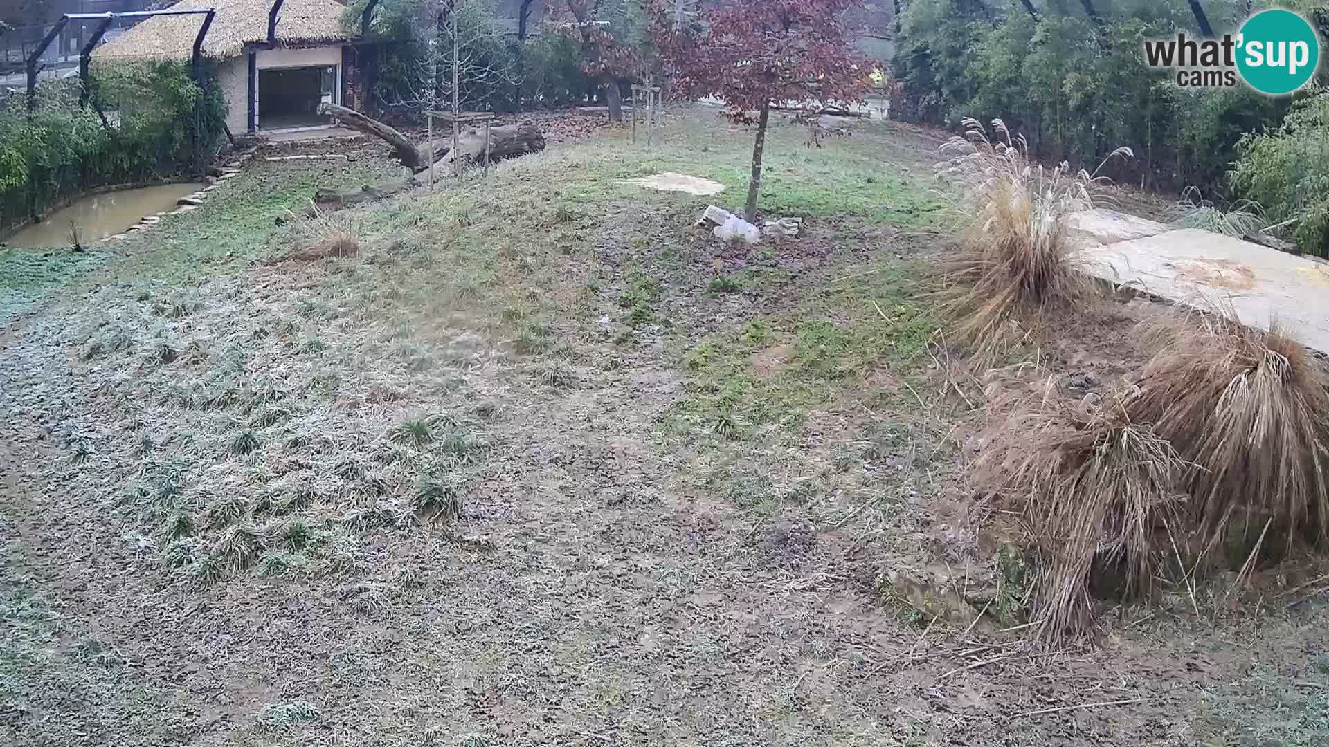 Live Ljubljana Zoo webcam Lion