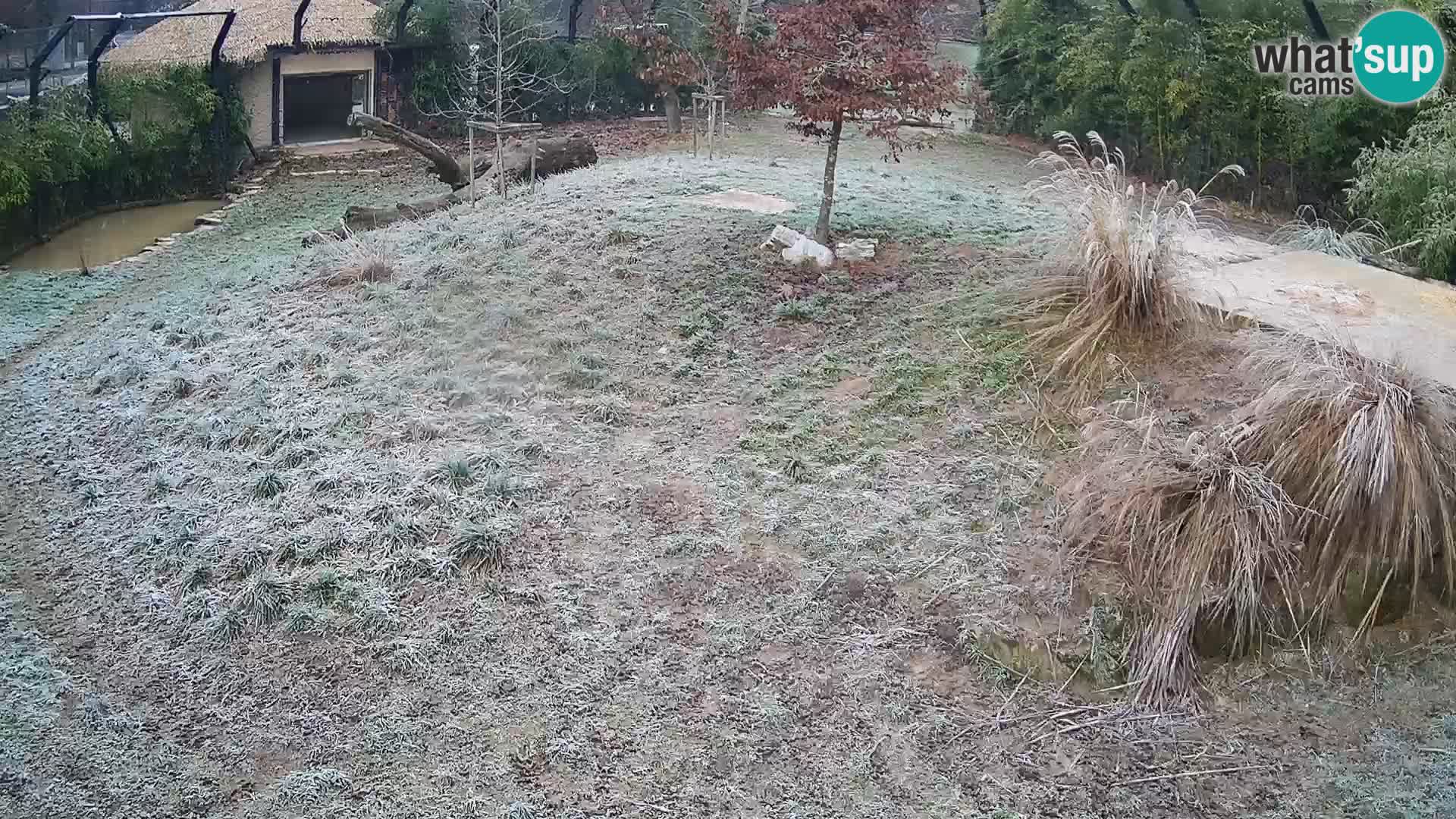 Live Ljubljana Zoo webcam Lion