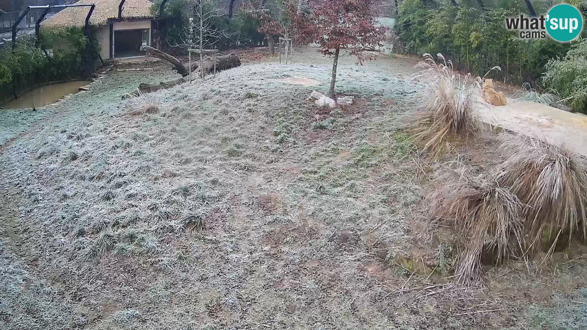 Live Ljubljana Zoo webcam Lion