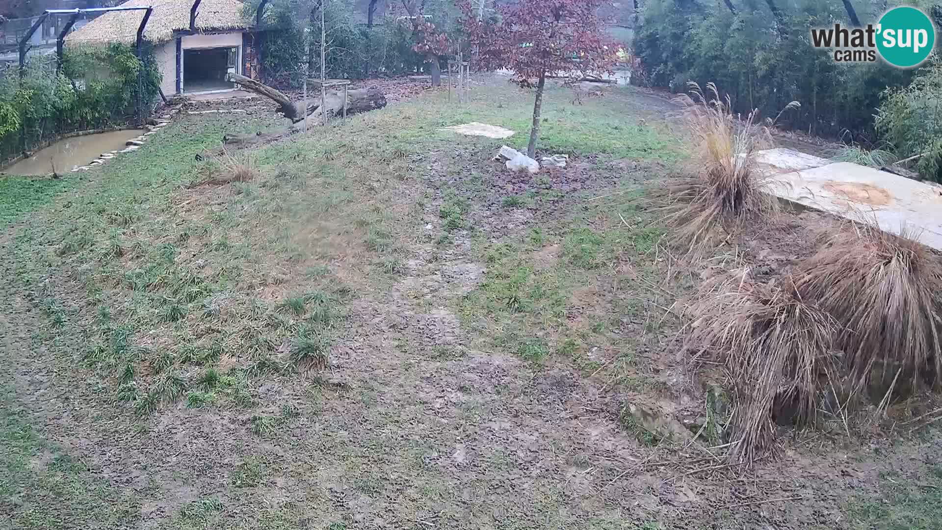 Ljubljana Zoo webcam Lion