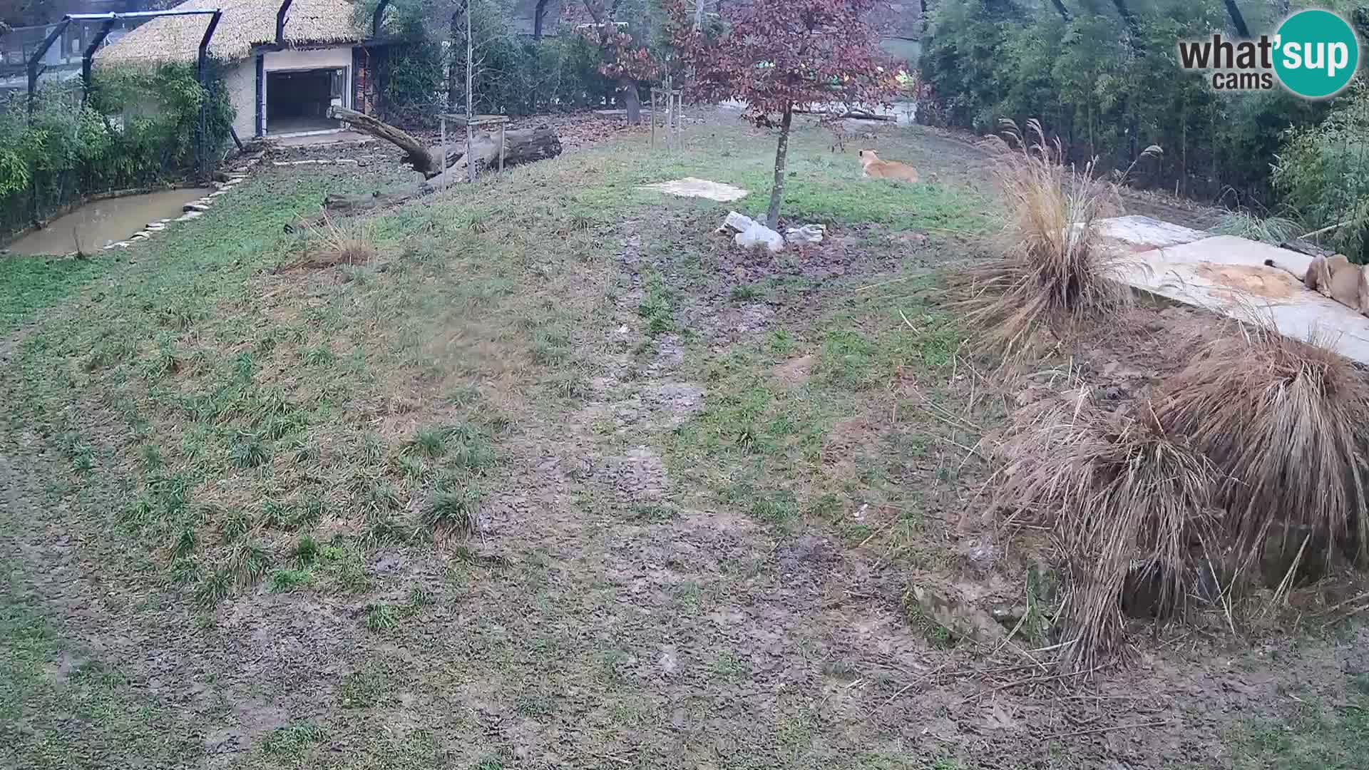 Zoo Ljubljana webcam Löwen