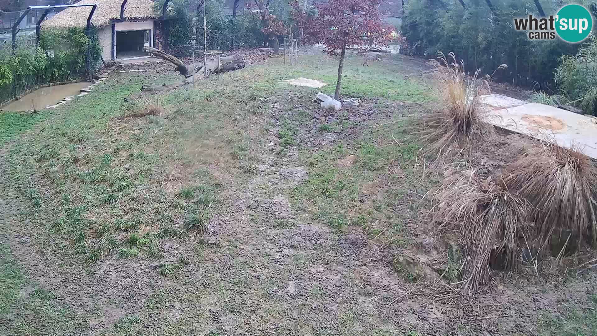 Zoo Ljubljana webcam Löwen