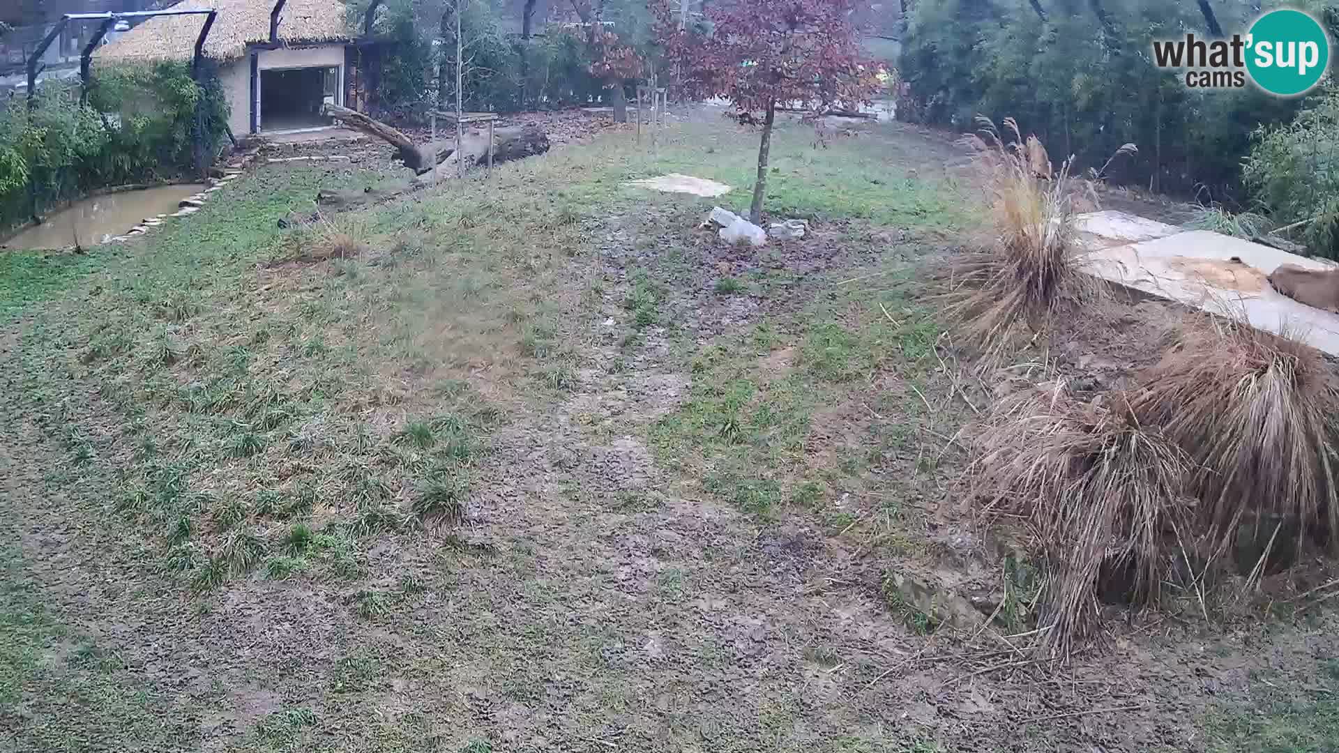 Ljubljana Zoo webcam Lion