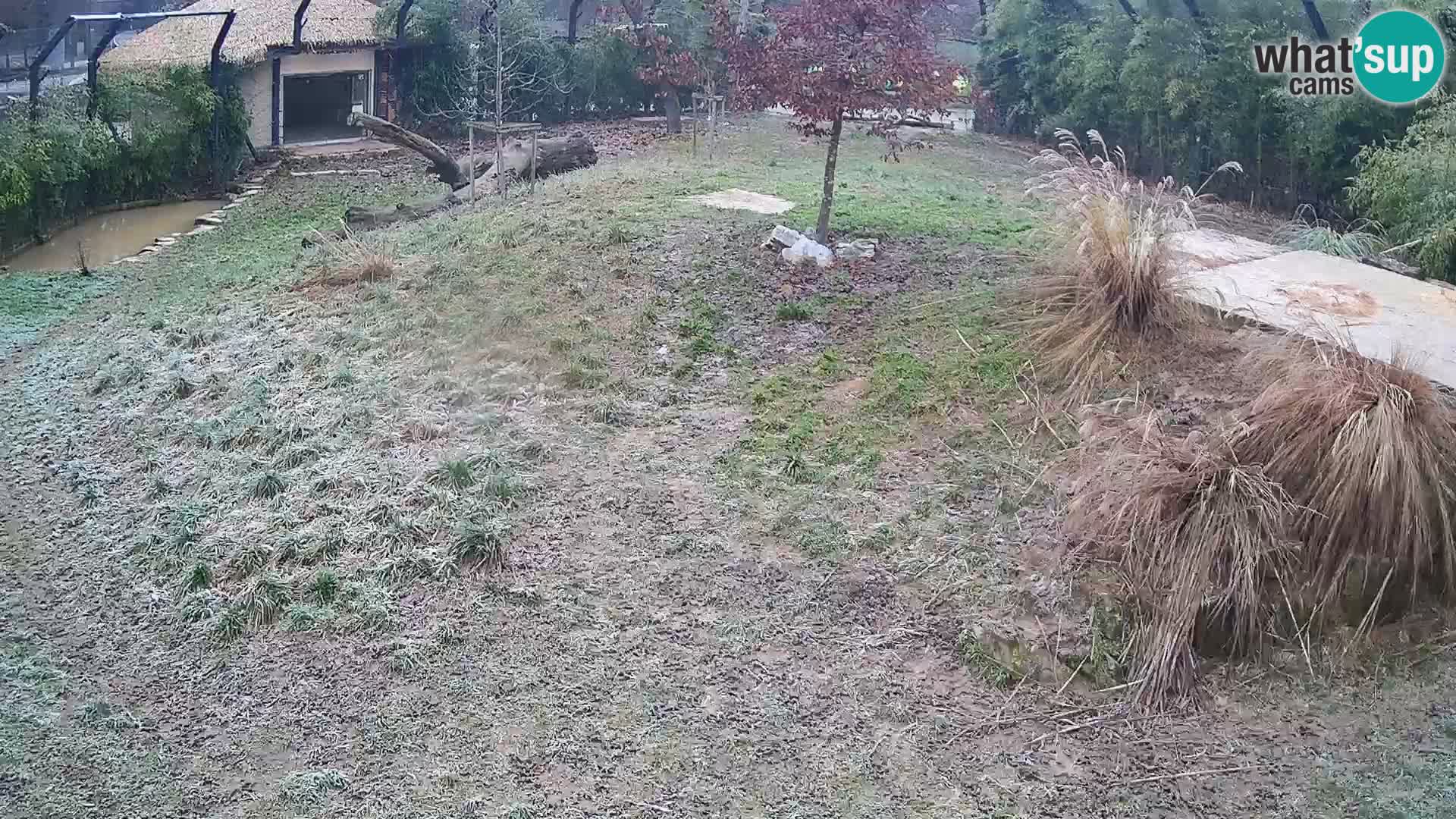 Zoo Ljubljana webcam Löwen