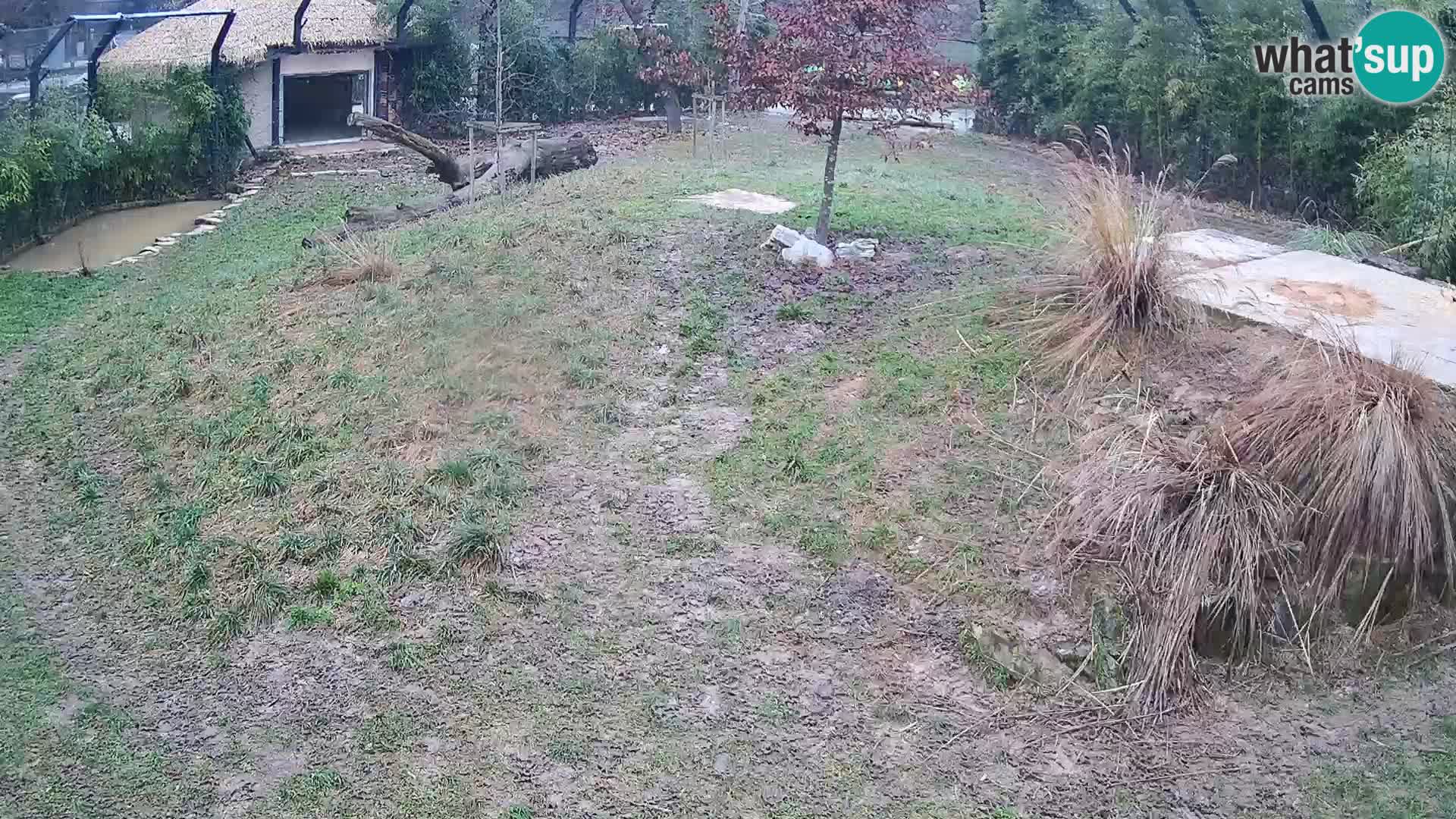 Ljubljana Zoo webcam Lion