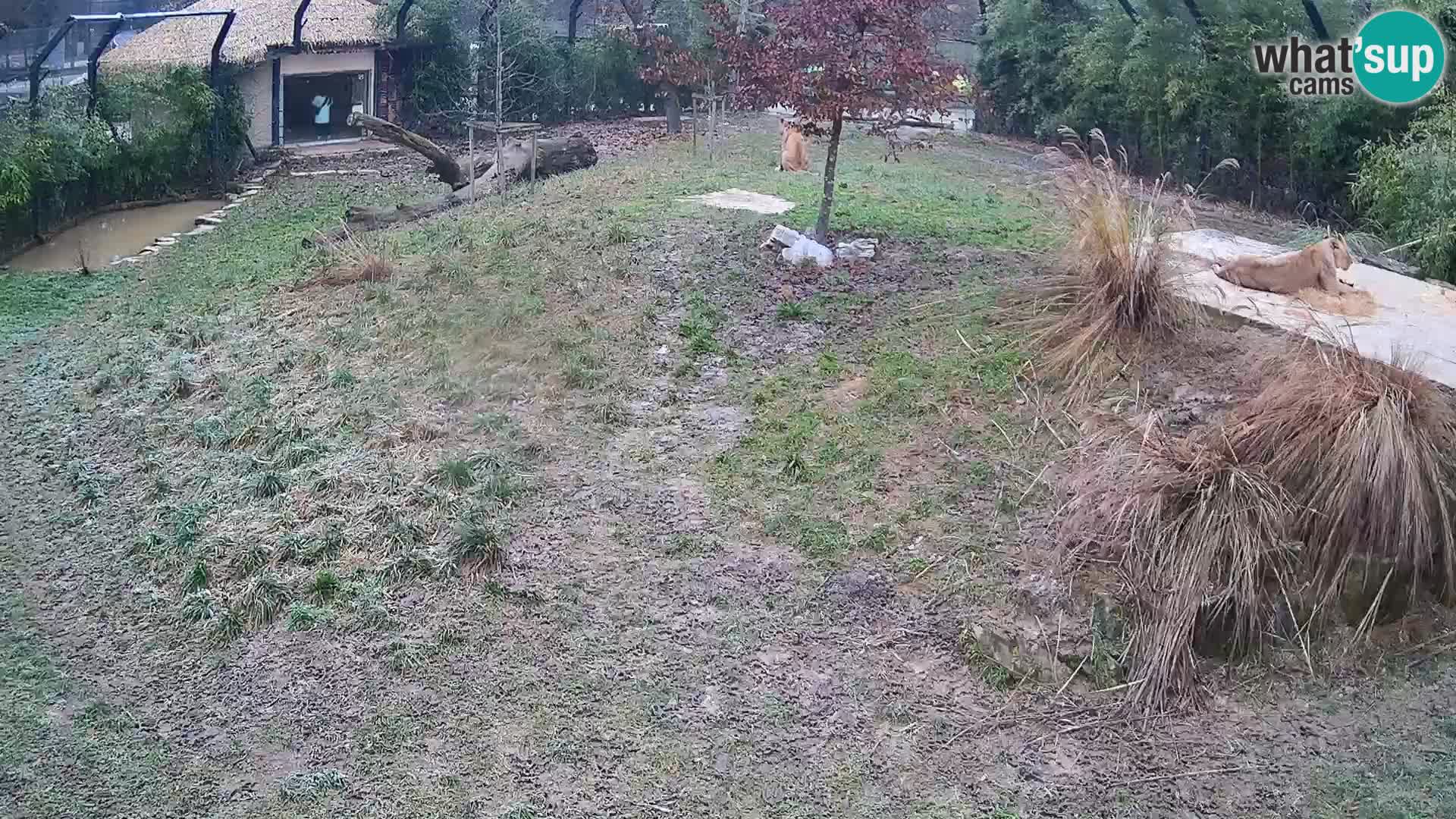 Ljubljana Zoo webcam Lion