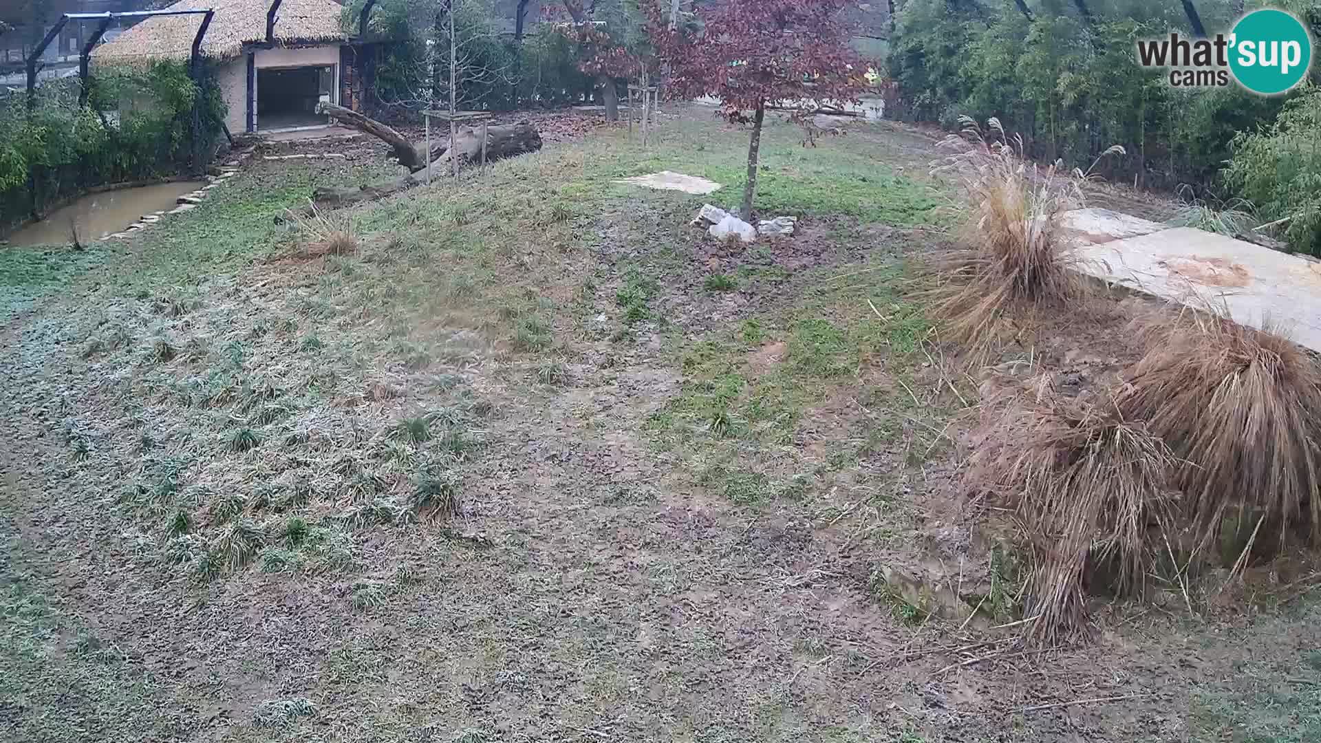 Live Ljubljana Zoo webcam Lion