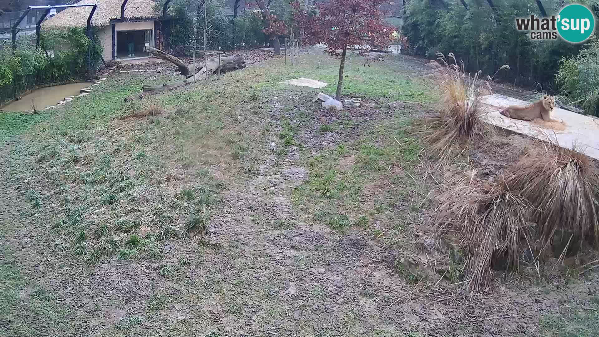 Zoo Ljubljana webcam Löwen