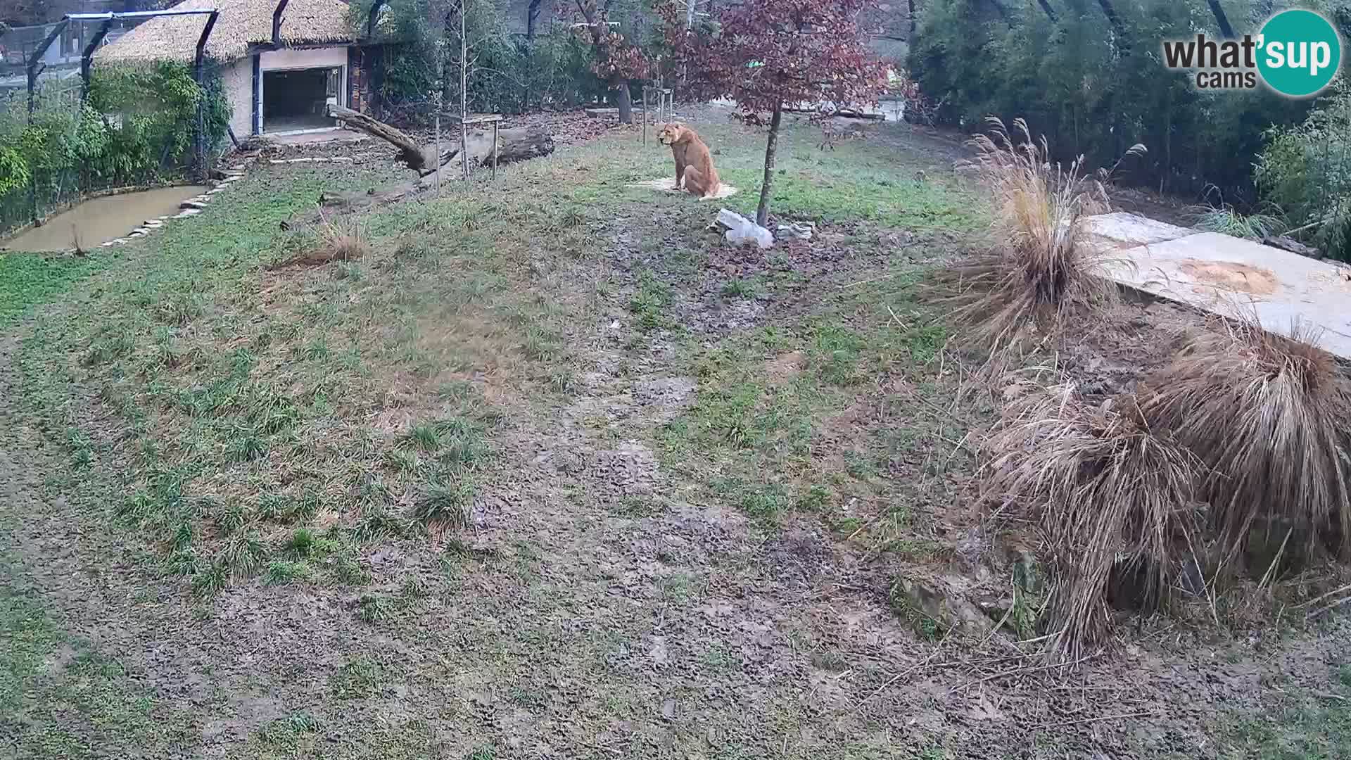 Zoo Lubiana live webcam Leoni