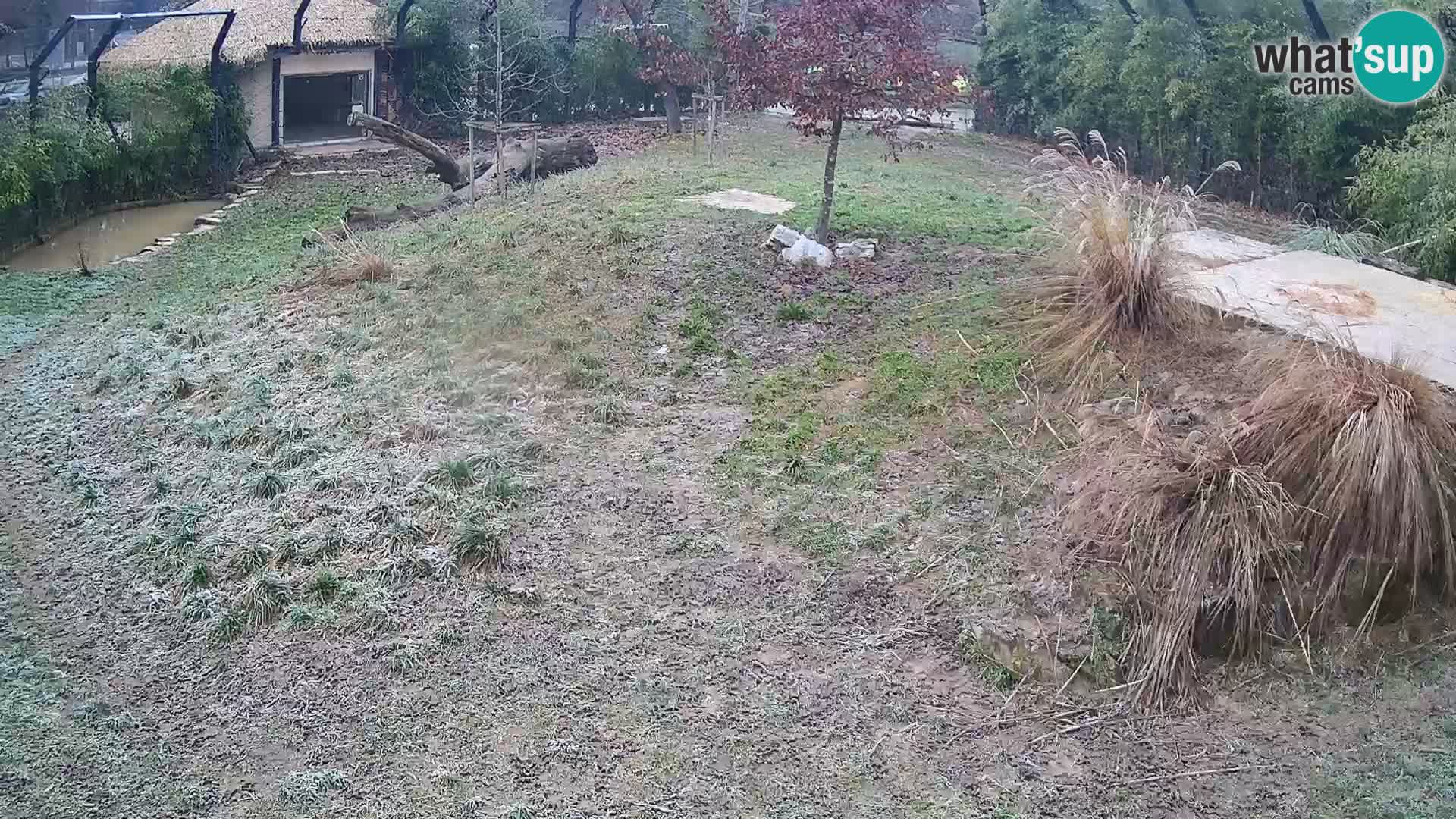 Live Ljubljana Zoo webcam Lion