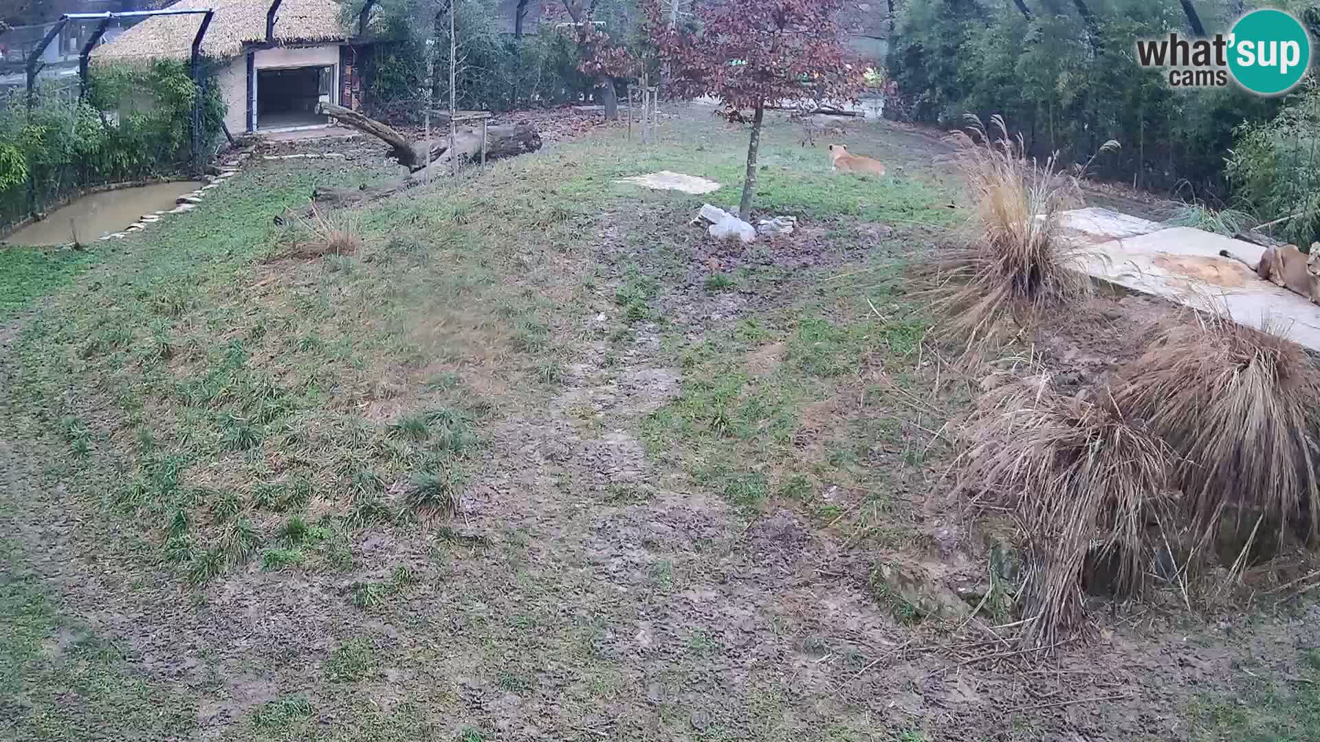 Ljubljana Zoo webcam Lion