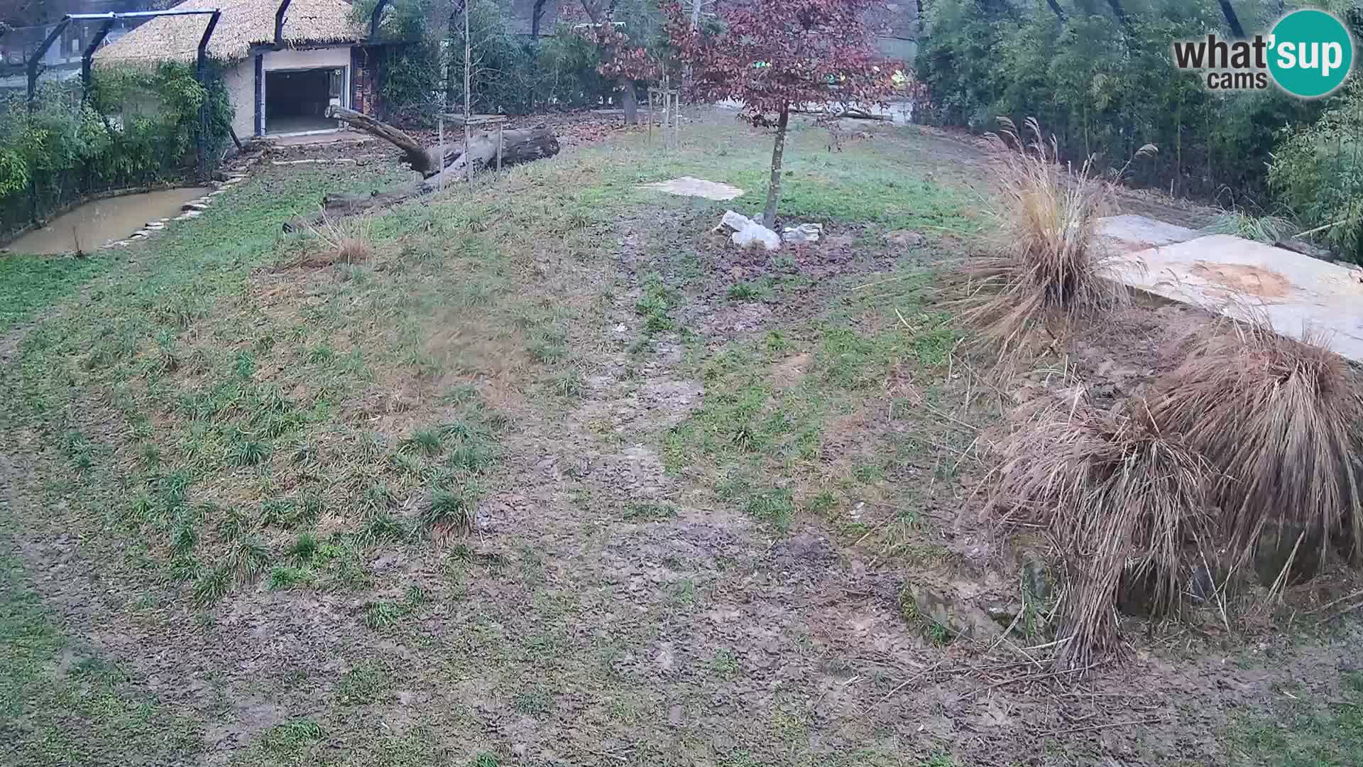 Ljubljana Zoo webcam Lion