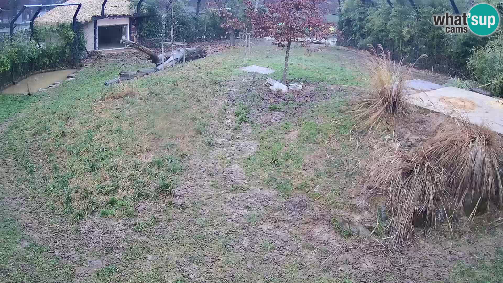 Ljubljana Zoo webcam Lion