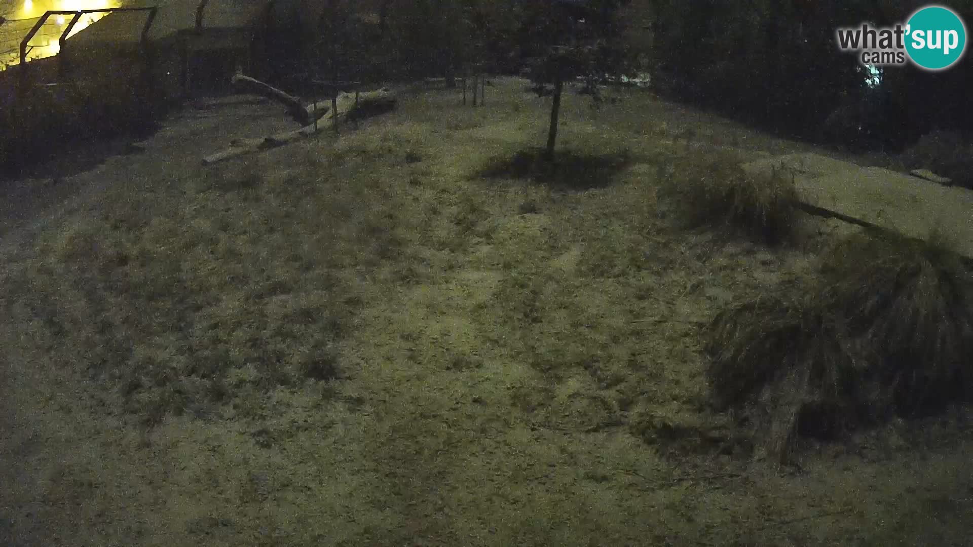 Ljubljana Zoo webcam Lion