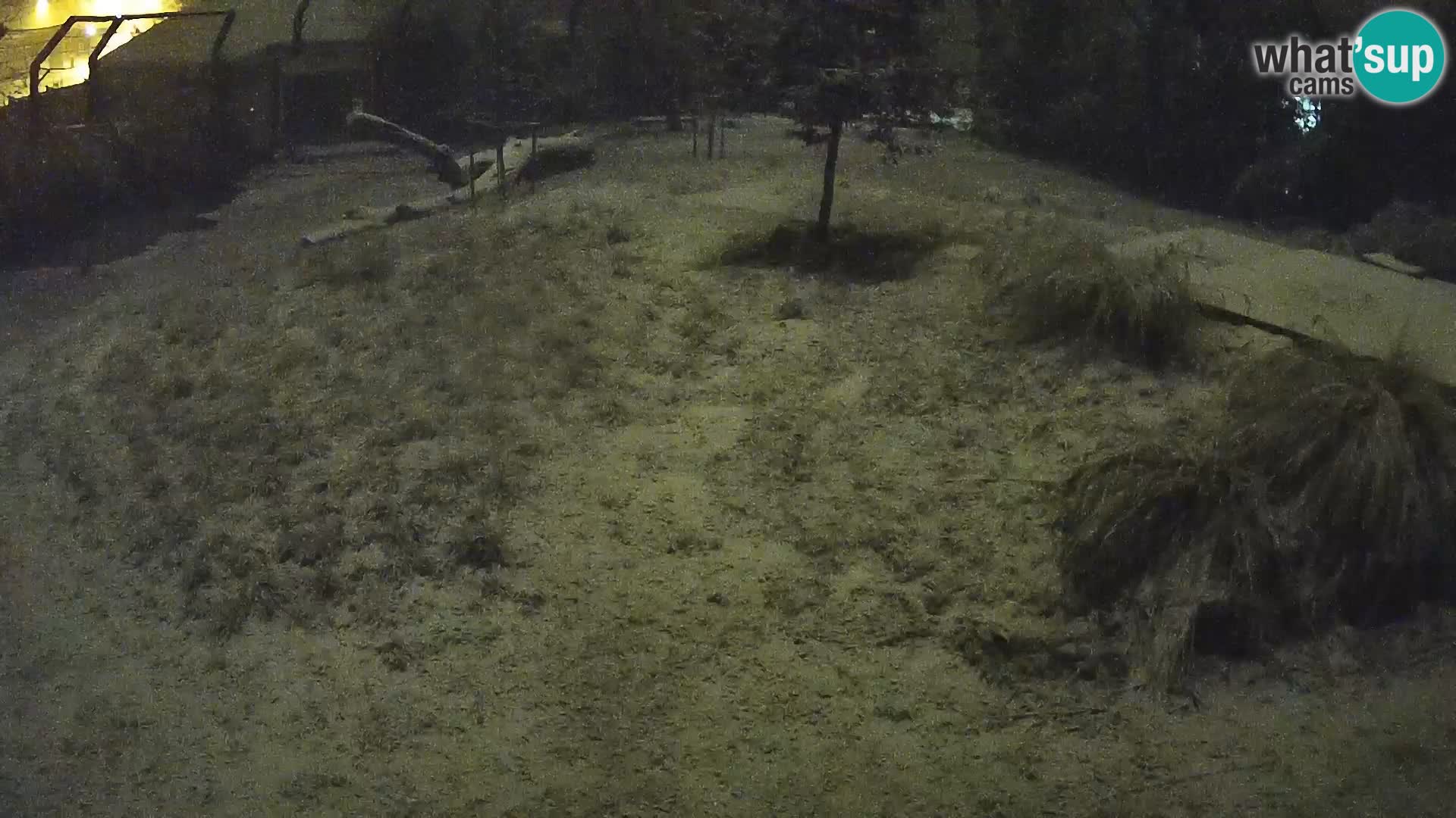 Zoo Ljubljana camera en vivo Leones