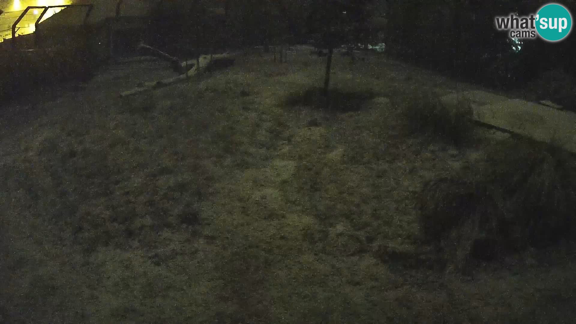 Ljubljana Zoo webcam Lion