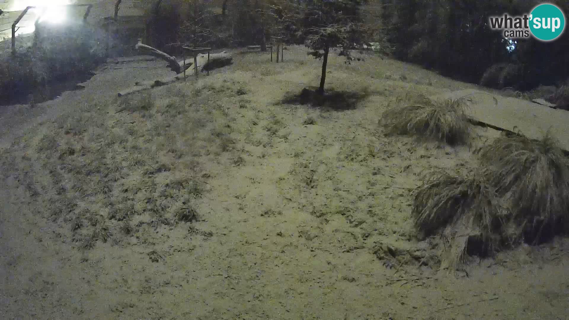 Zoo Ljubljana webcam Löwen