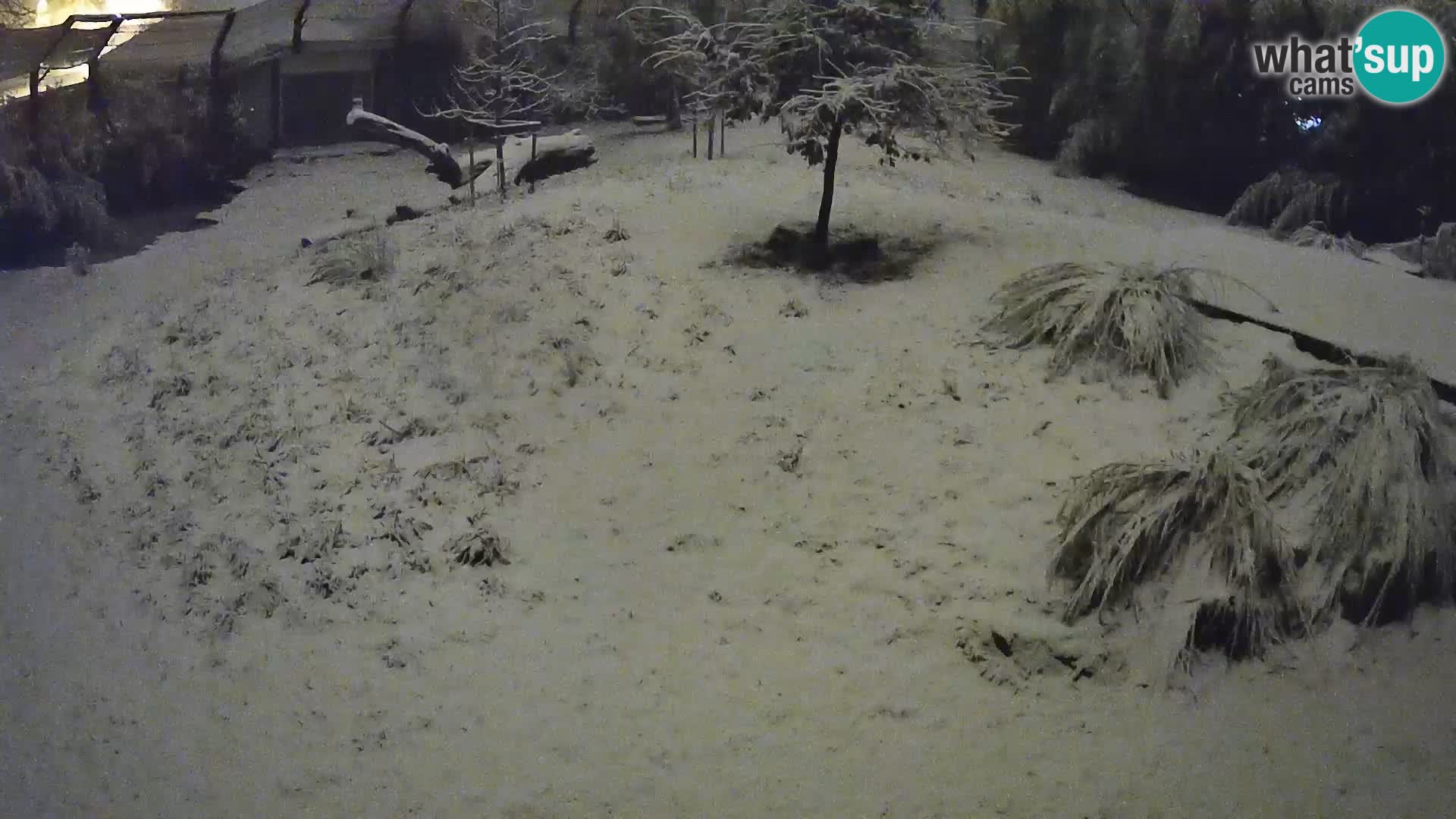 Zoo Ljubljana camera en vivo Leones